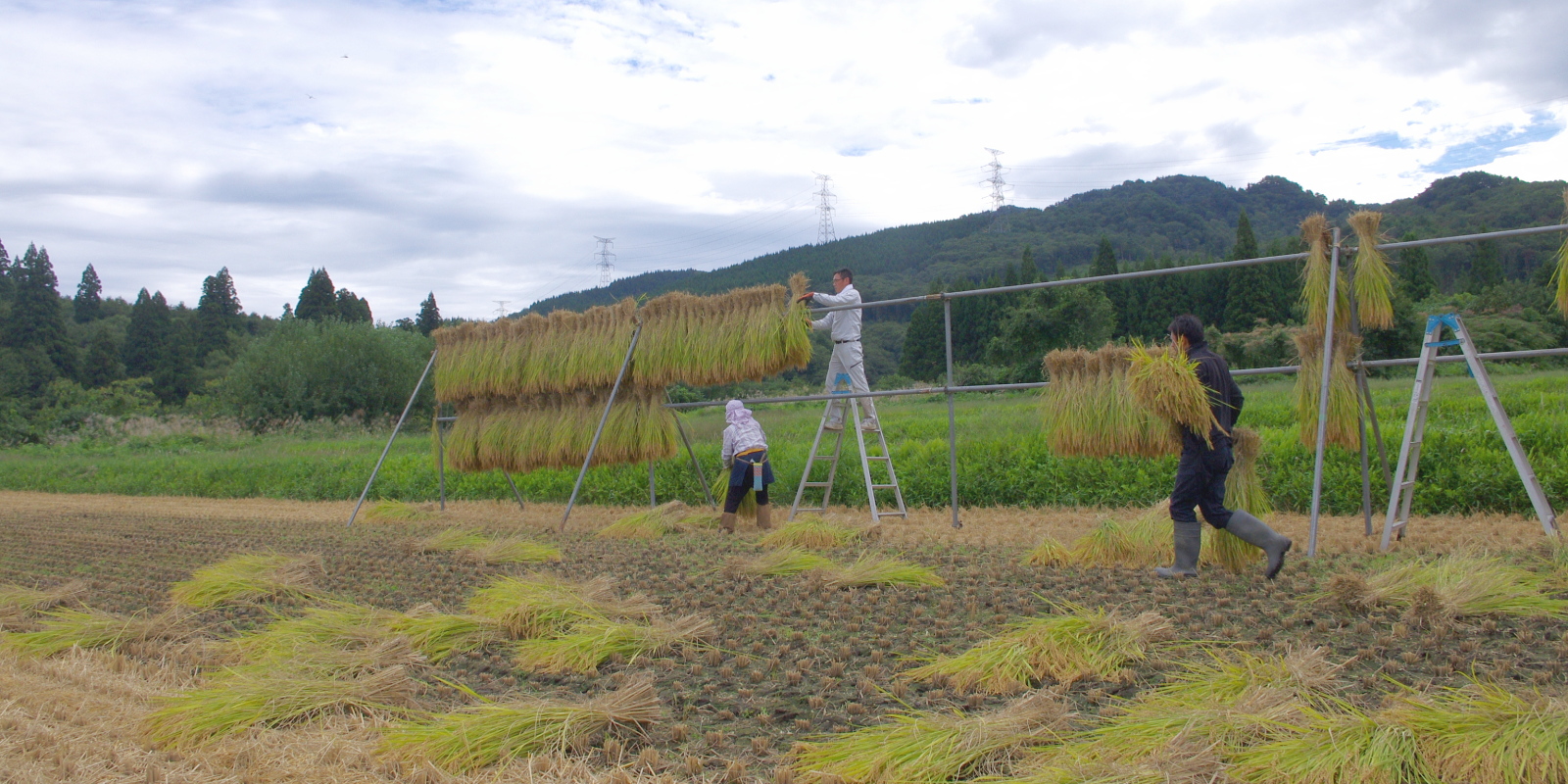 はさかけ 天日干し