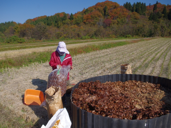 土づくり：雑草を発酵させた堆肥