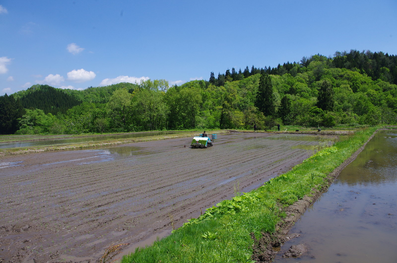田植え
