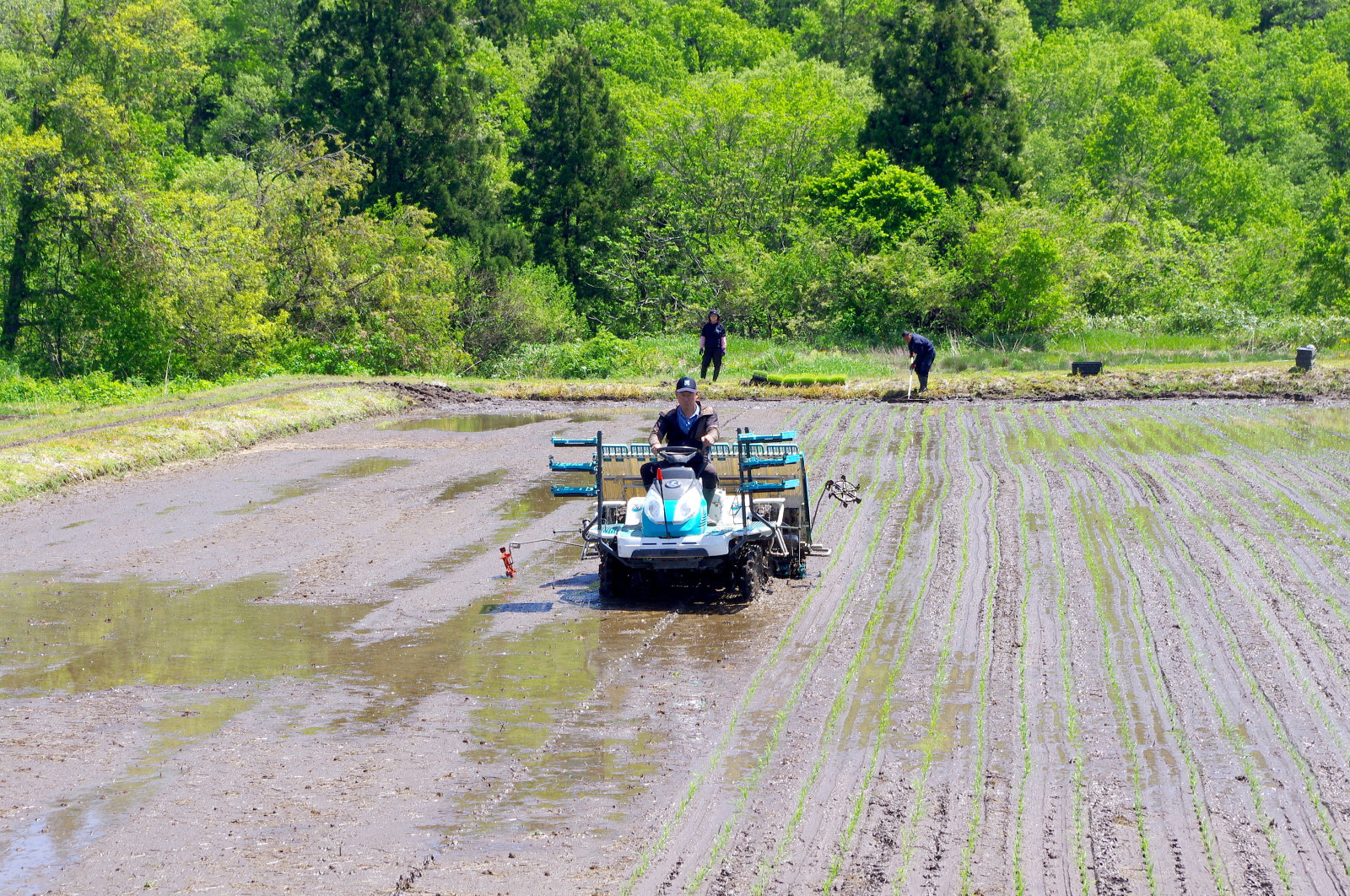 田植え