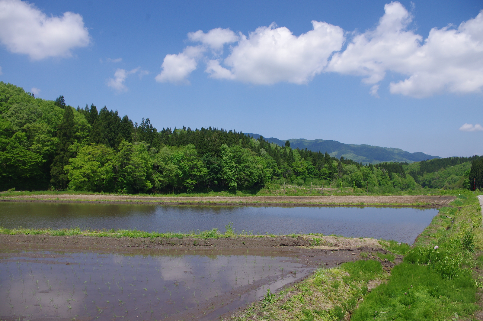 田植え