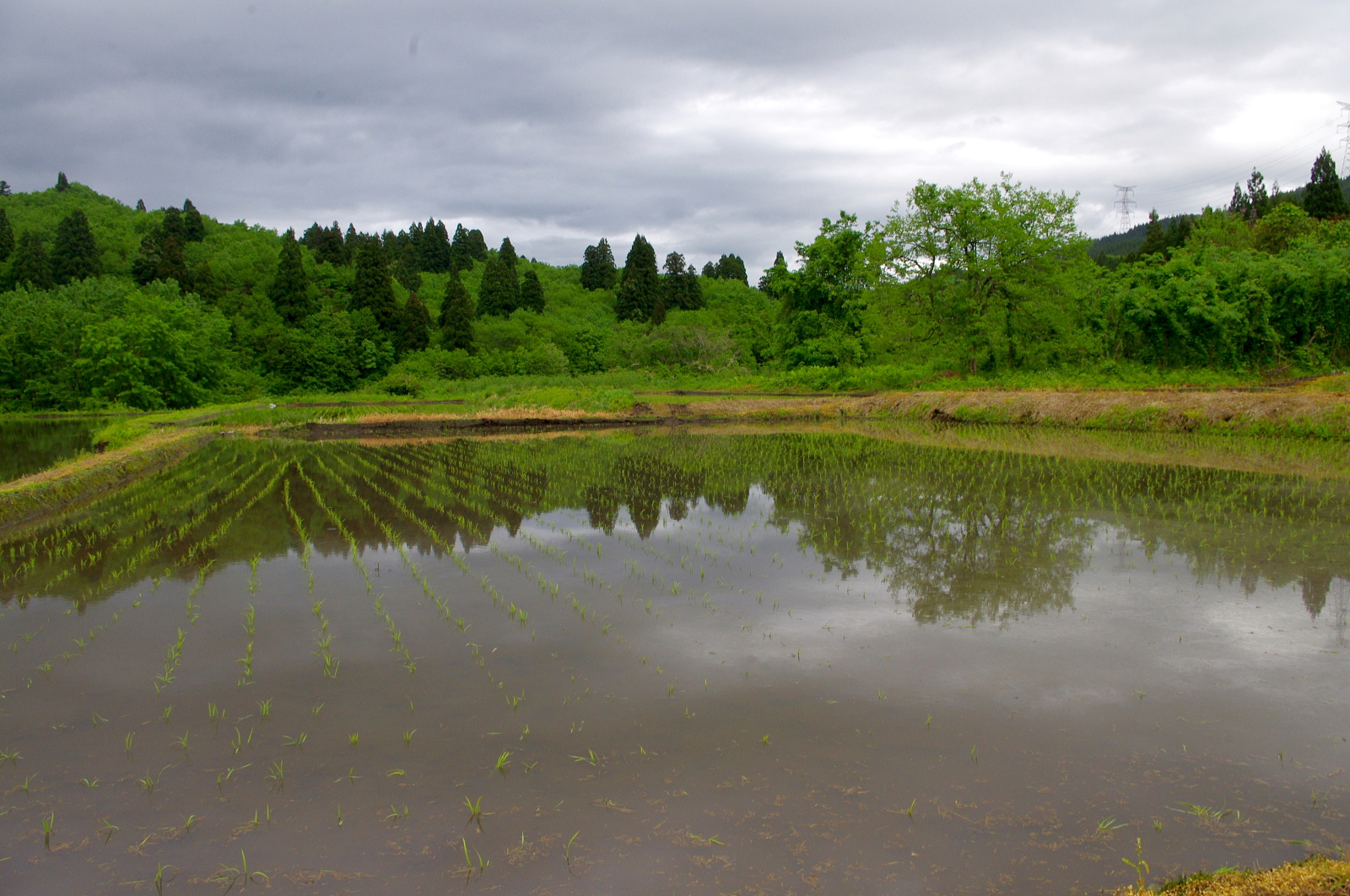 田植え