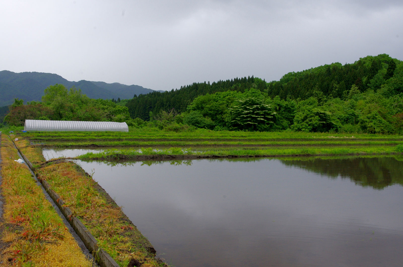 田植え