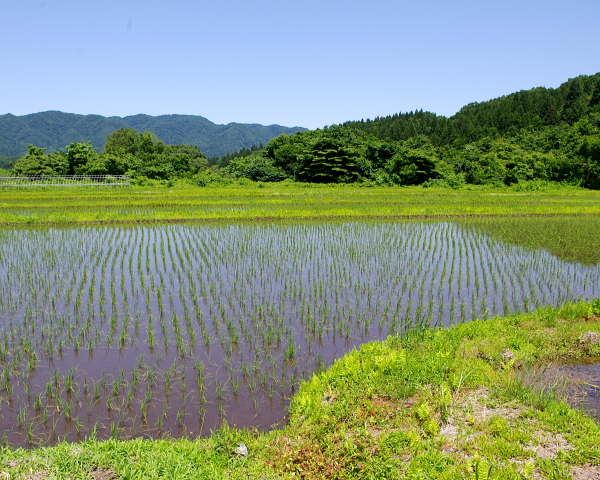 田植えから1か月経過しました
