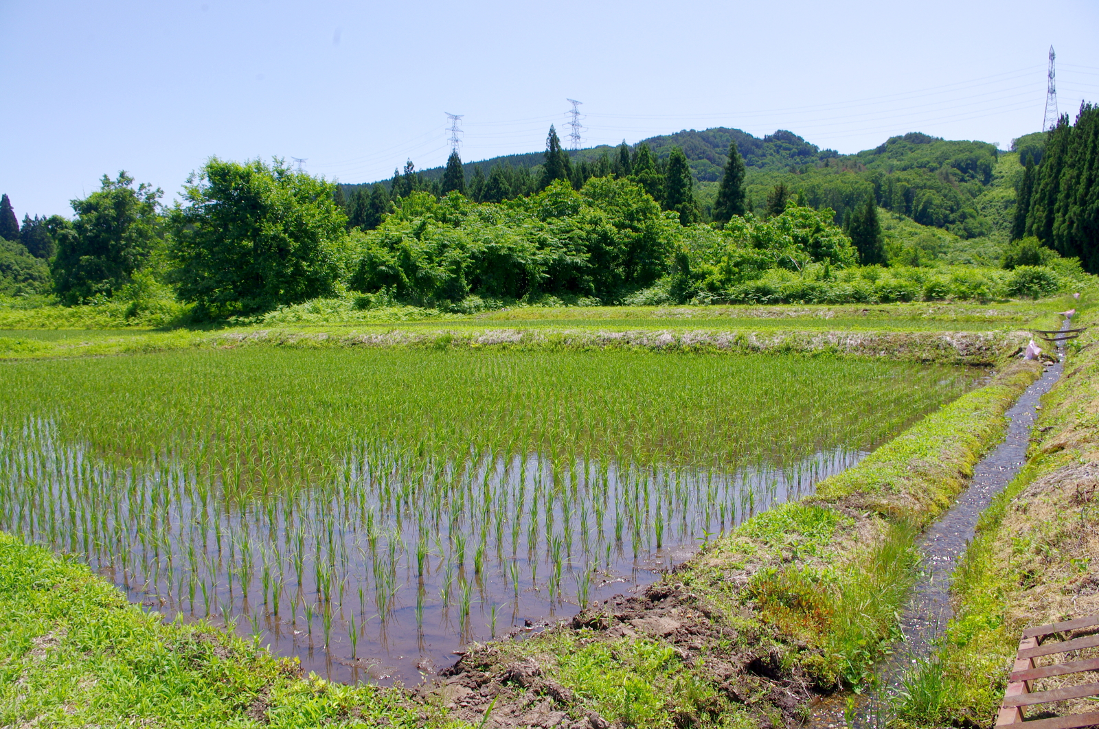 田植えから1か月経過しました