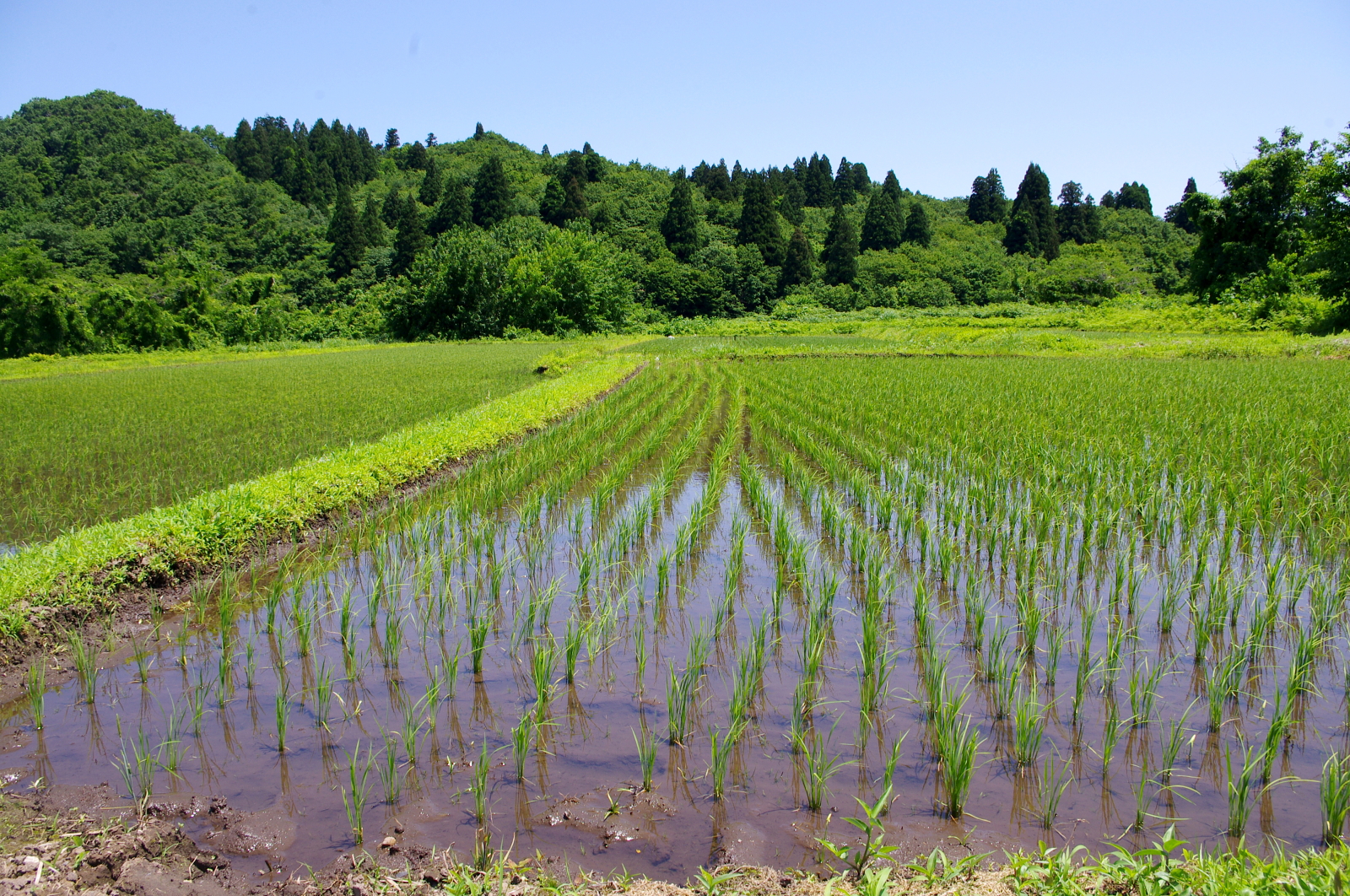 田植えから1か月経過しました