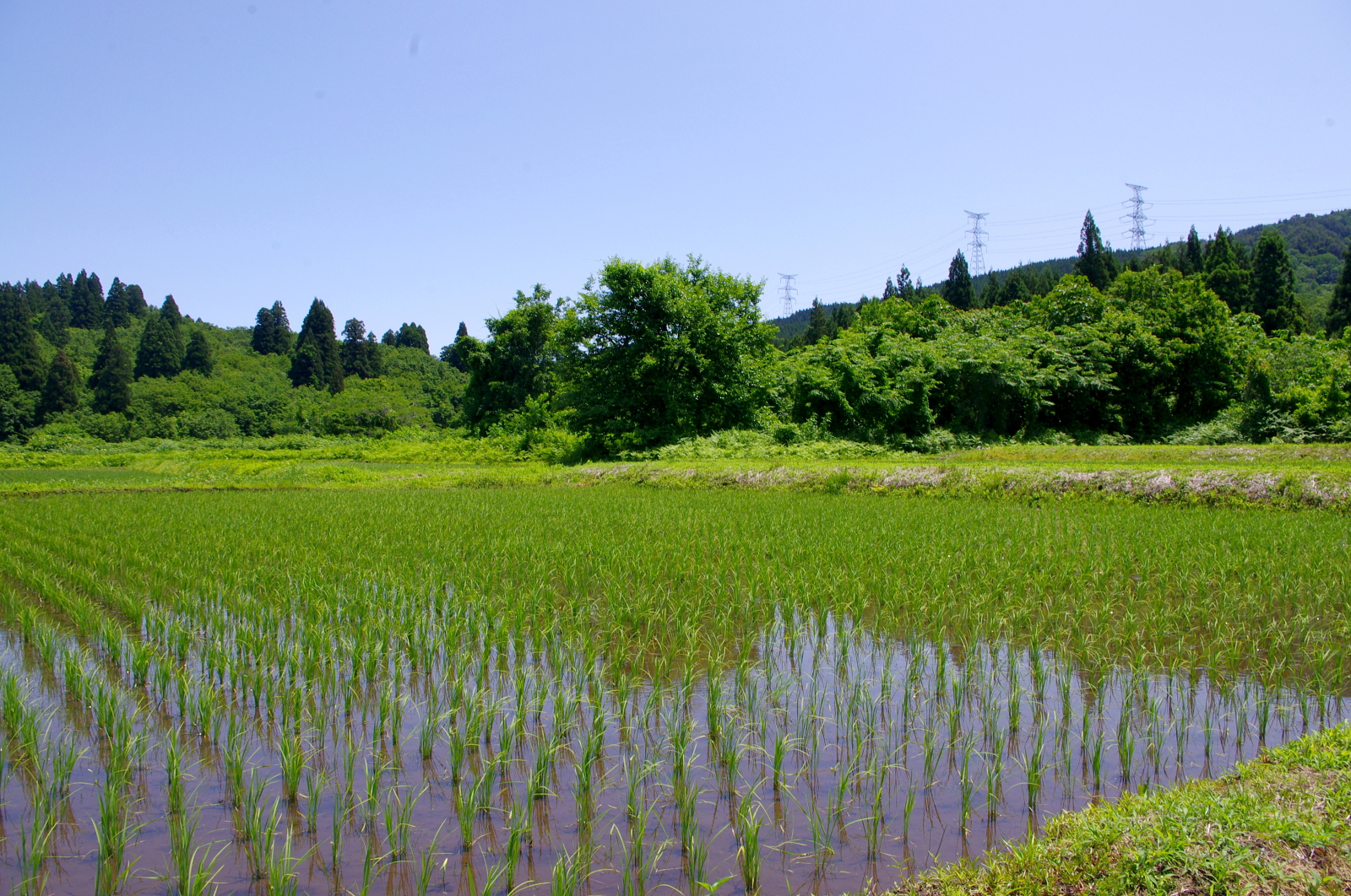 田植えから1か月経過しました
