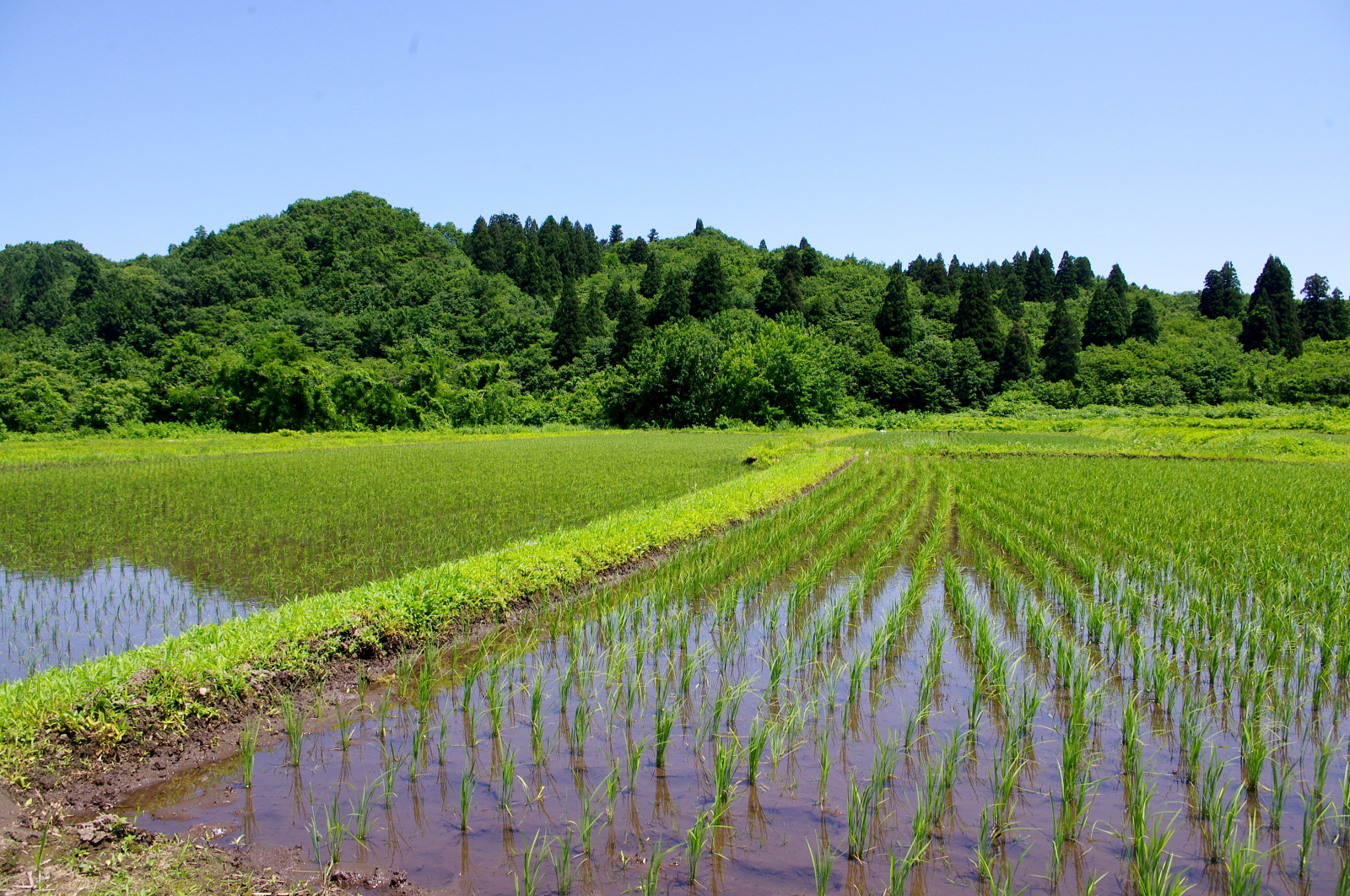 田植えから1か月経過しました