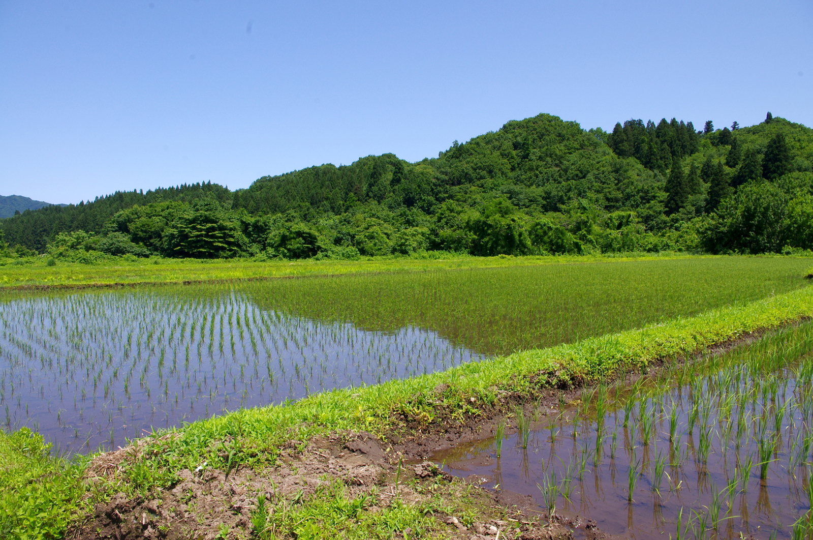 田植えから1か月経過しました