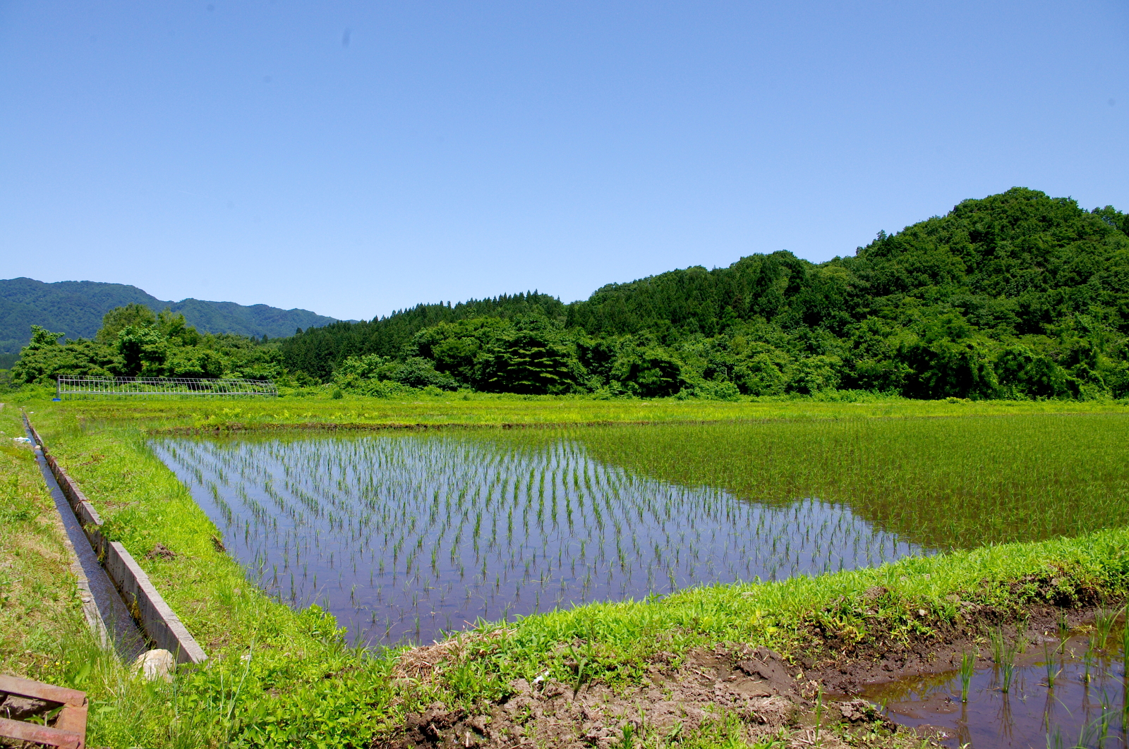 田植えから1か月経過しました