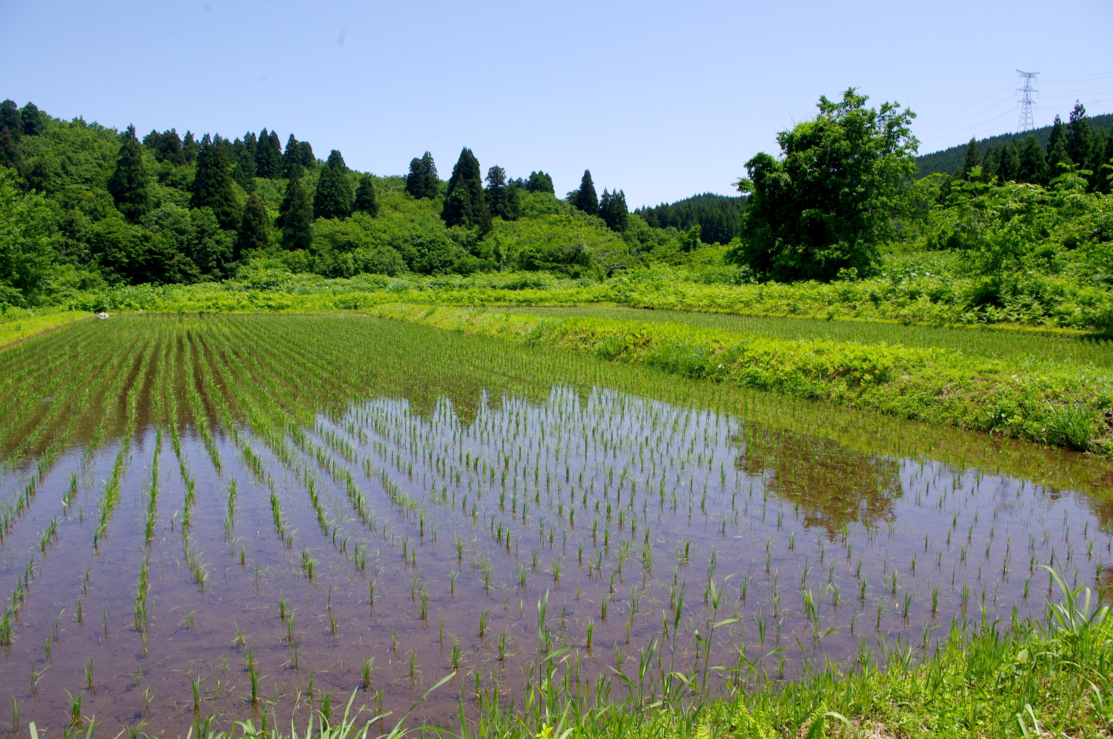田植えから1か月経過しました