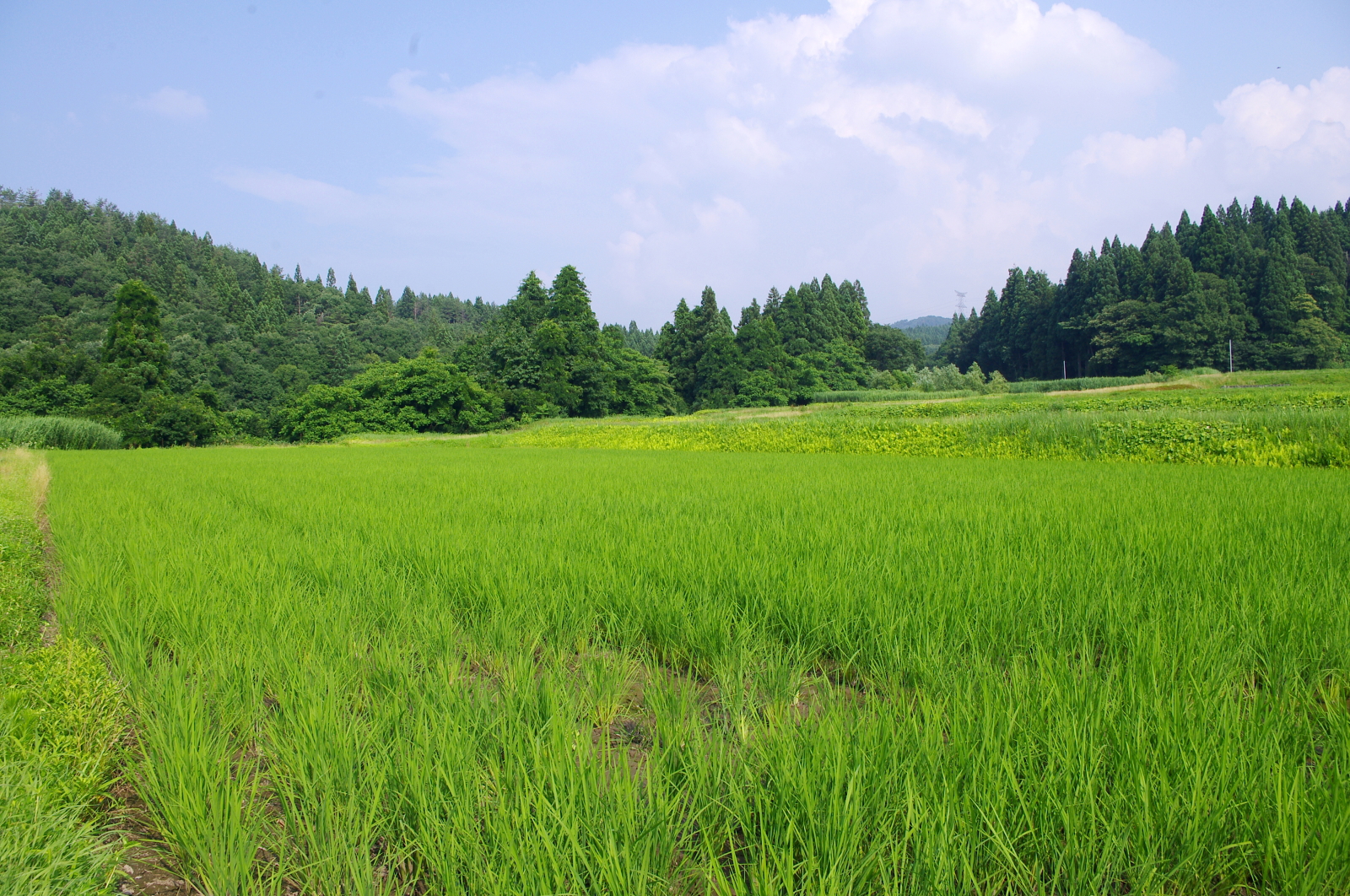 溝切り・中干し