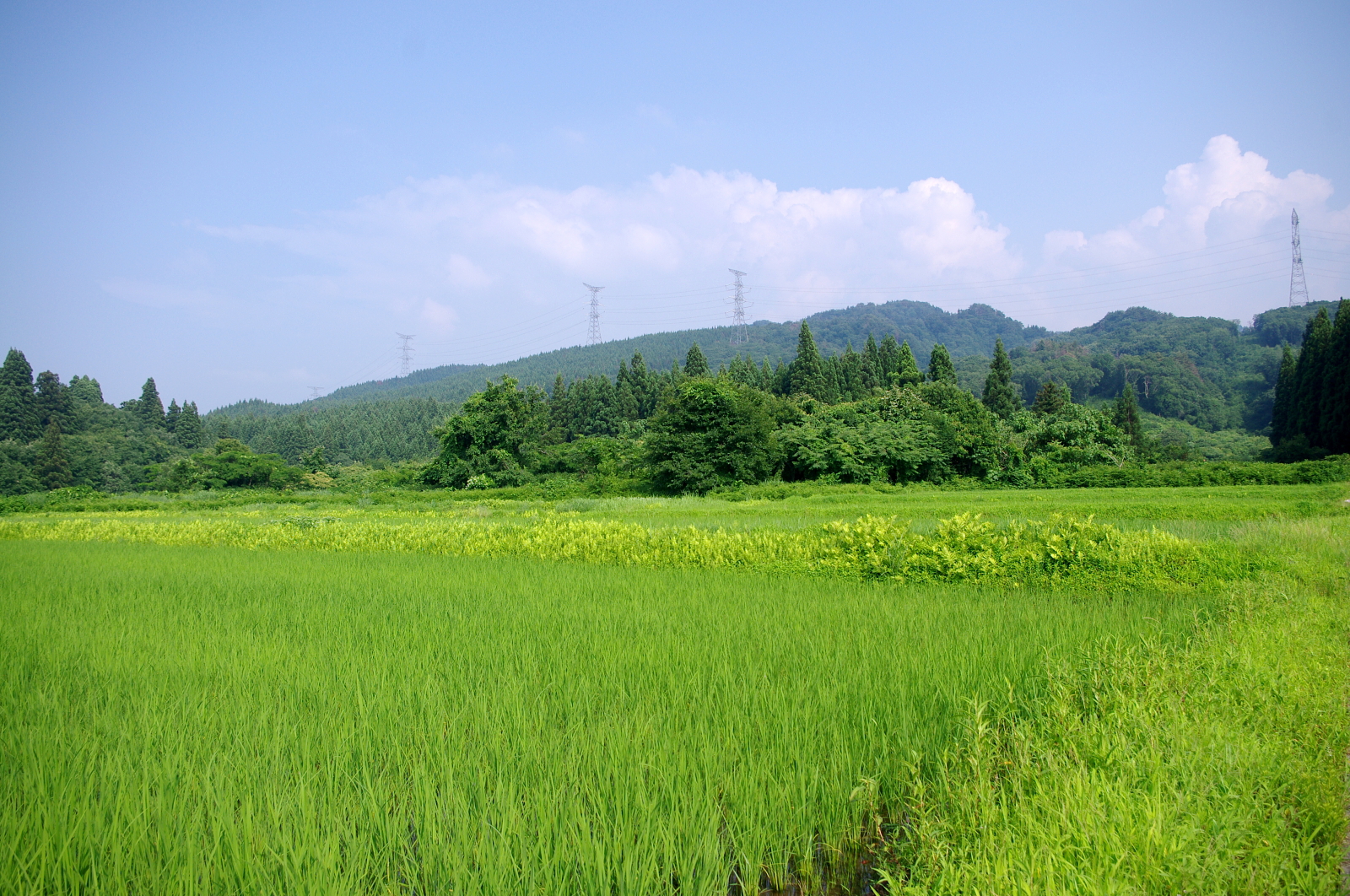 溝切り・中干し