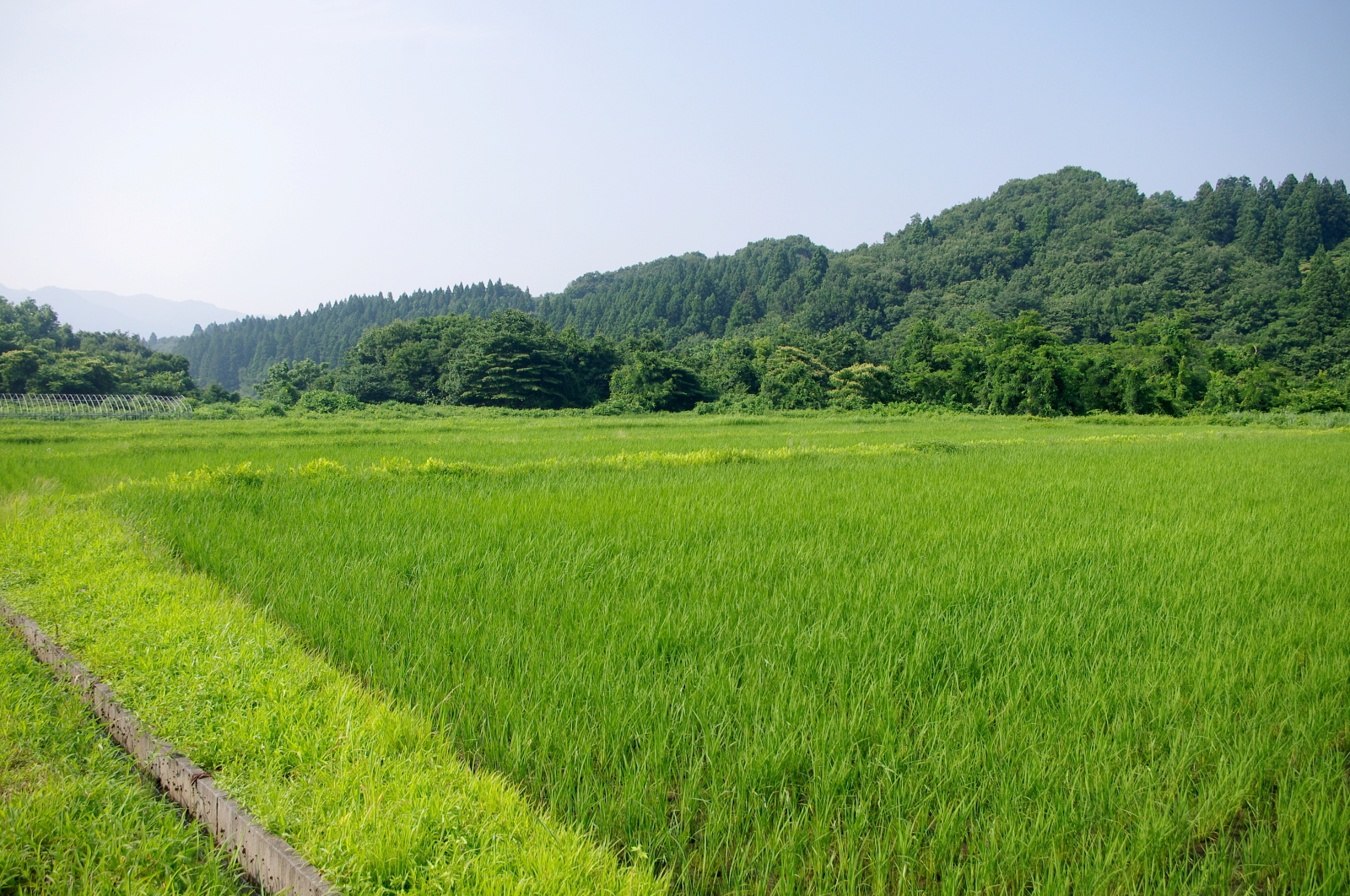 溝切り・中干し
