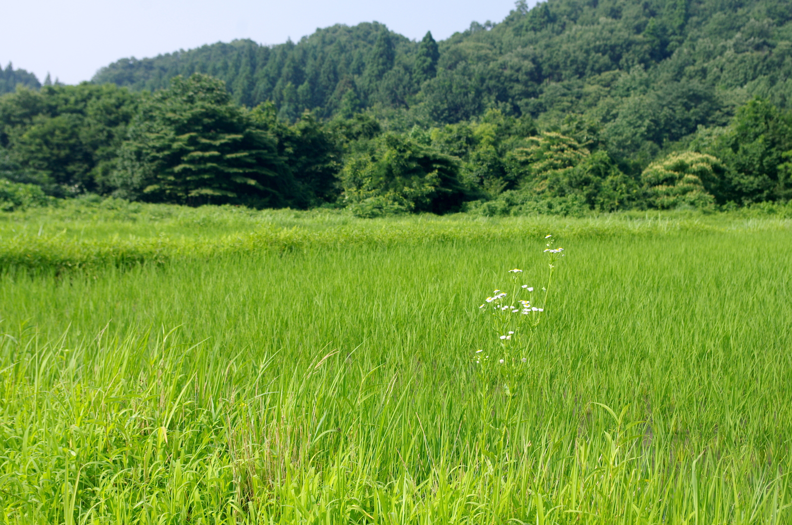 溝切り・中干し
