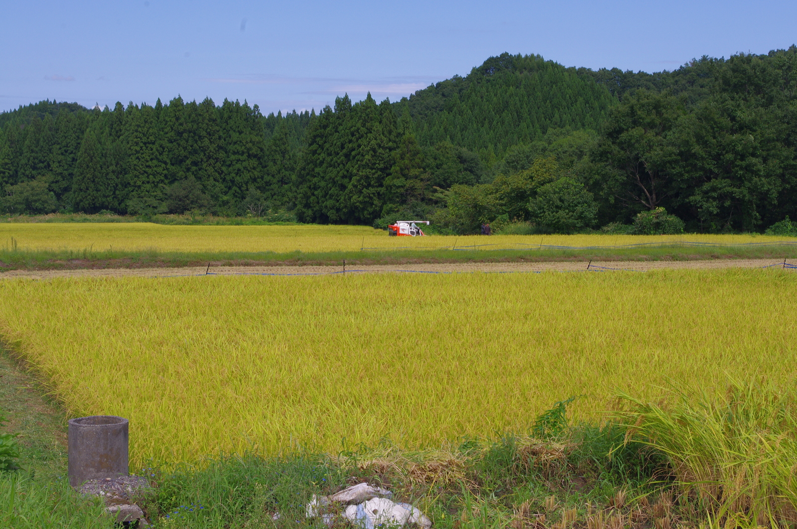 稲刈り始まりました