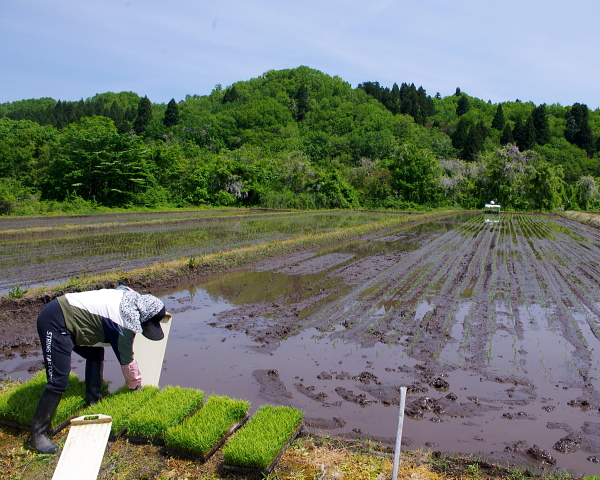 田植え
