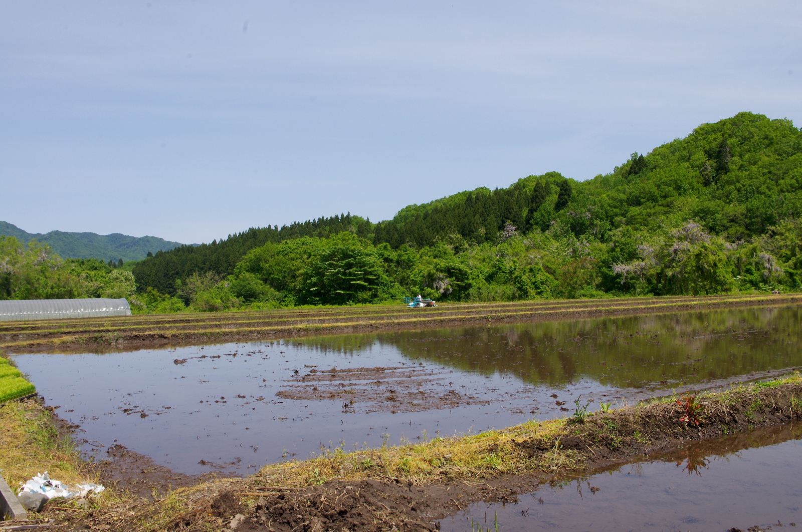 田植え