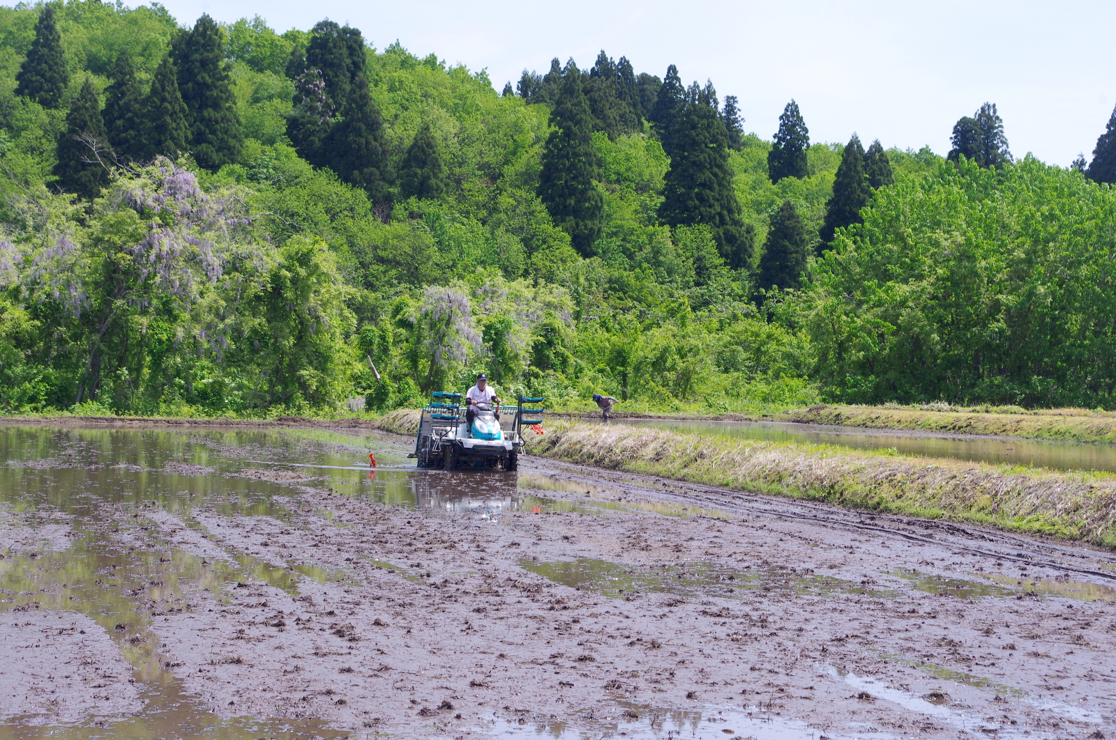 田植え