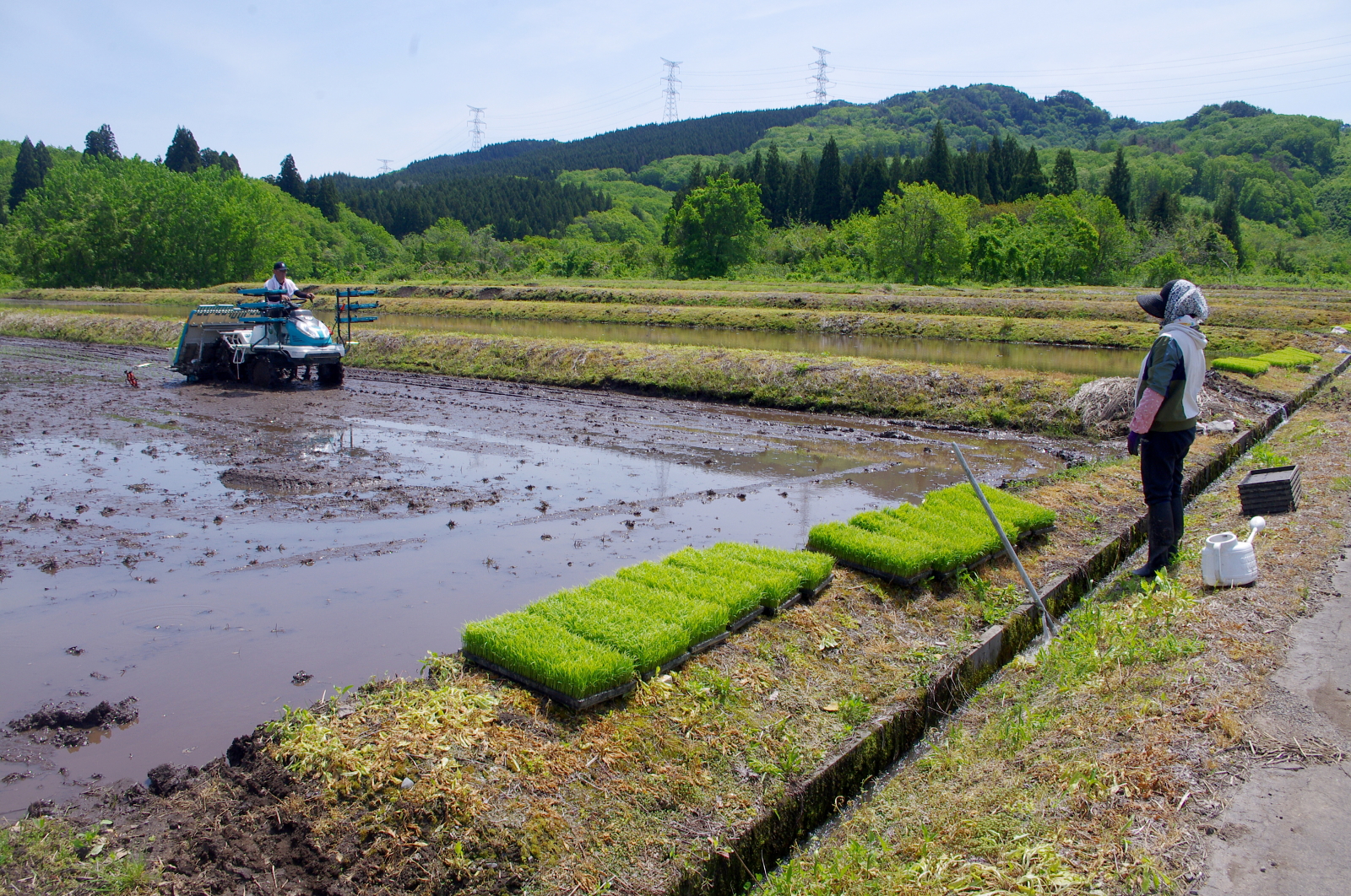 田植え