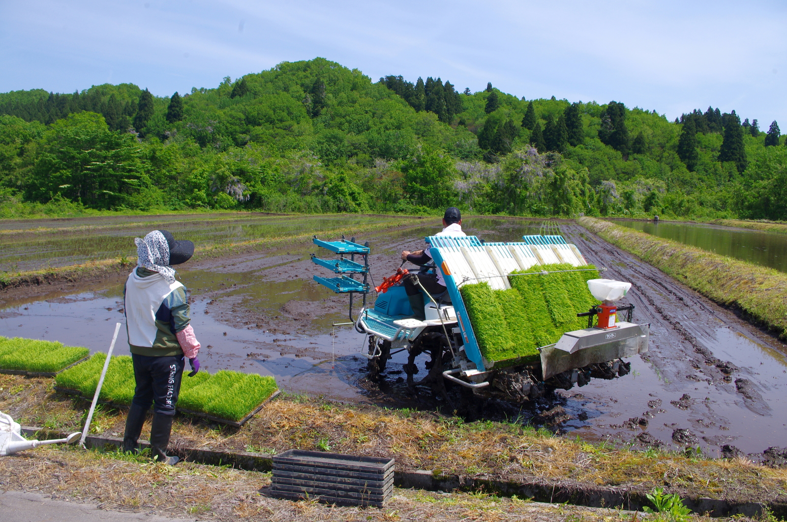 田植え