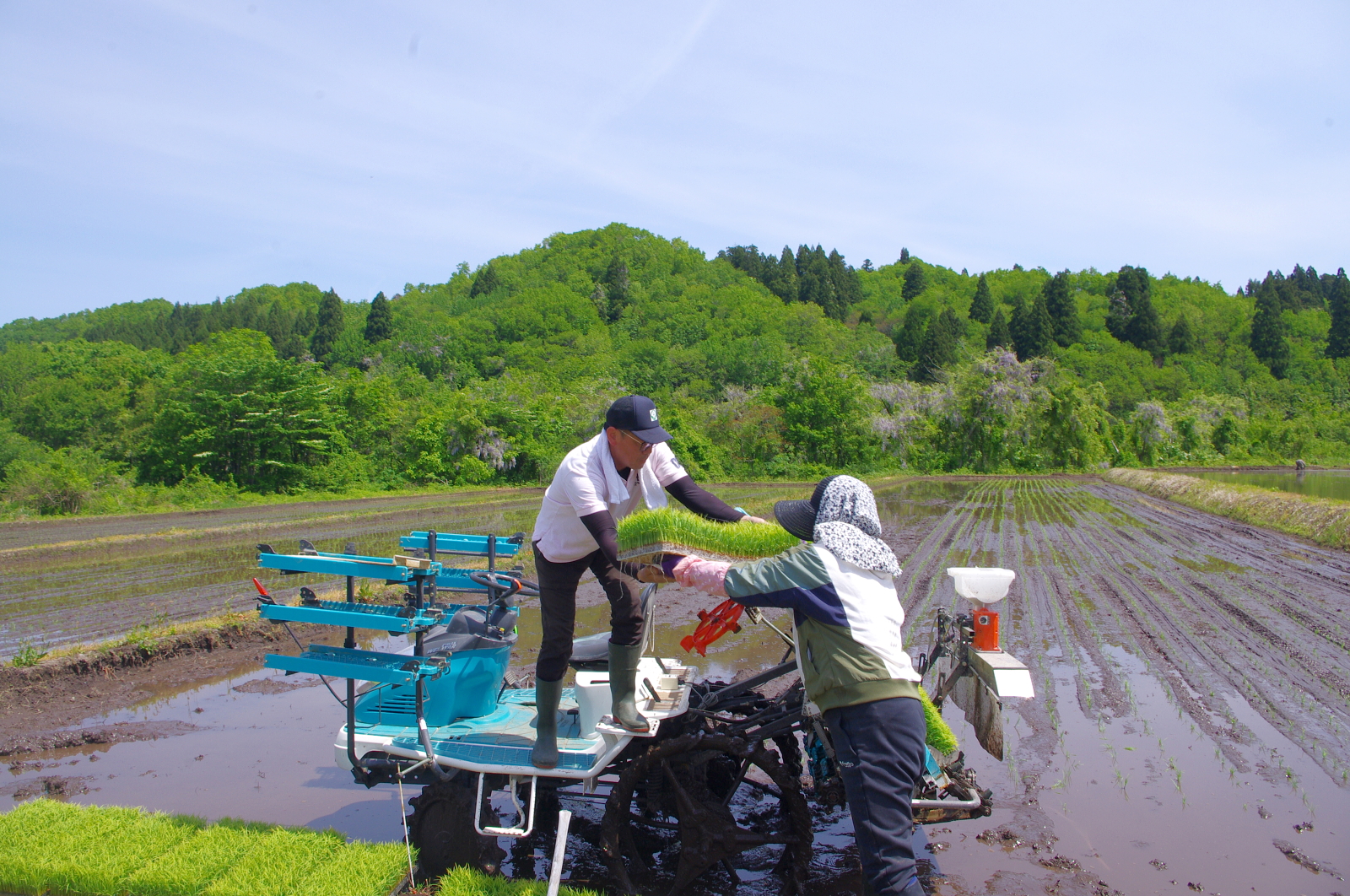 田植え