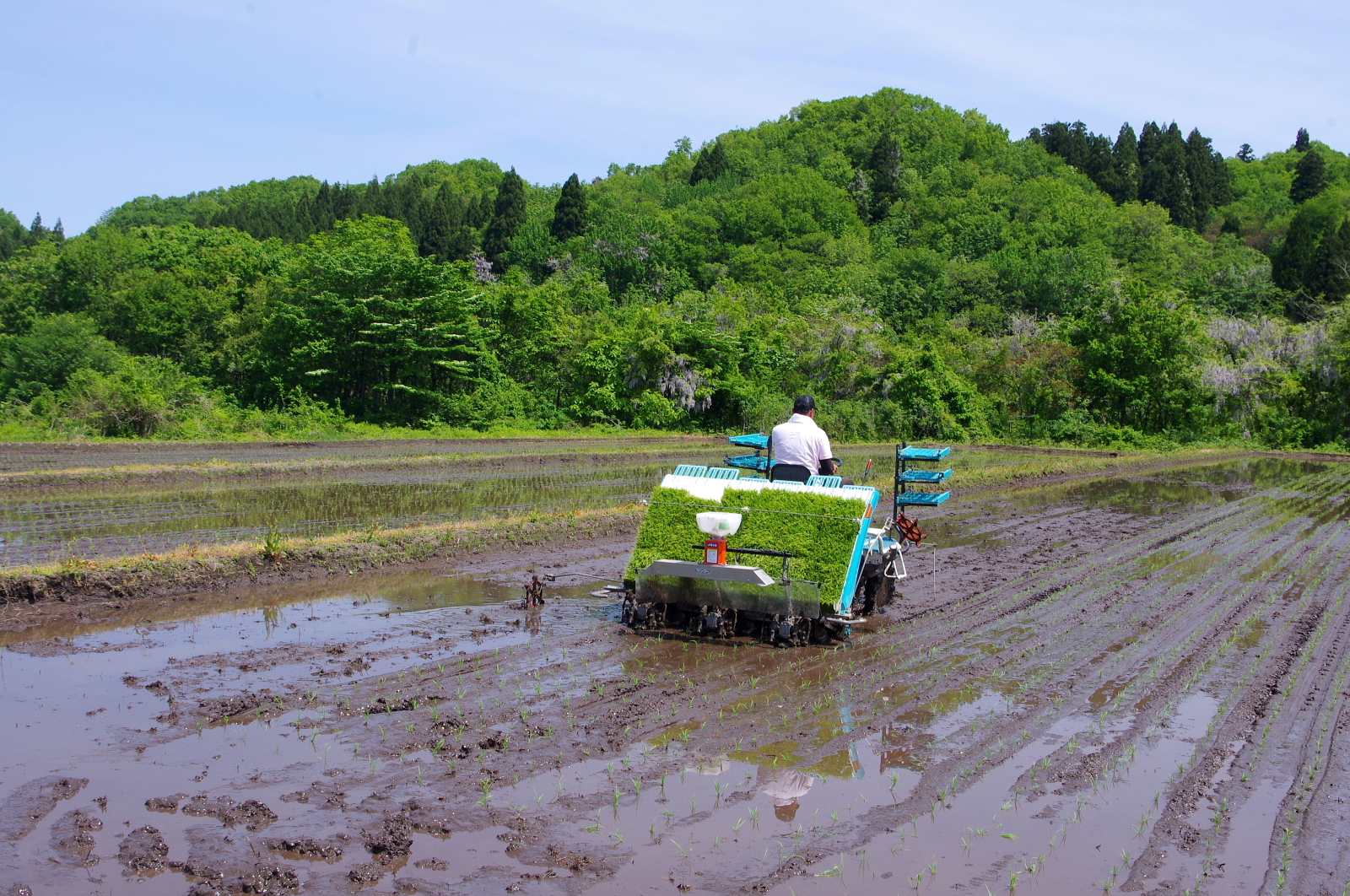 田植え