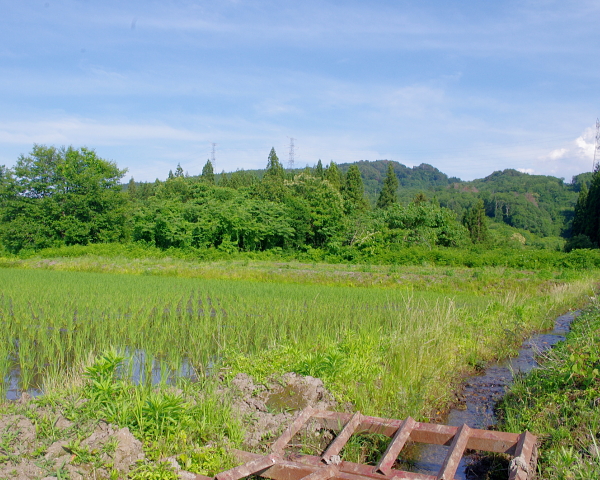 田植えから1か月が経過しました