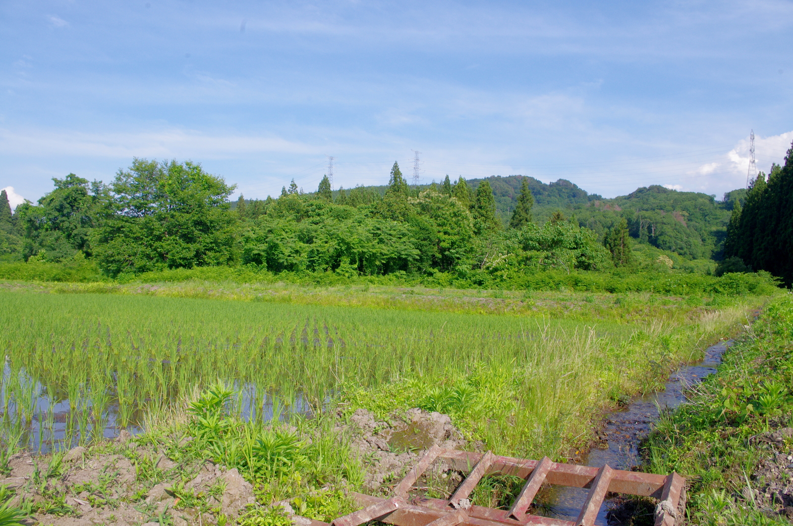 田植えから1か月経過しました