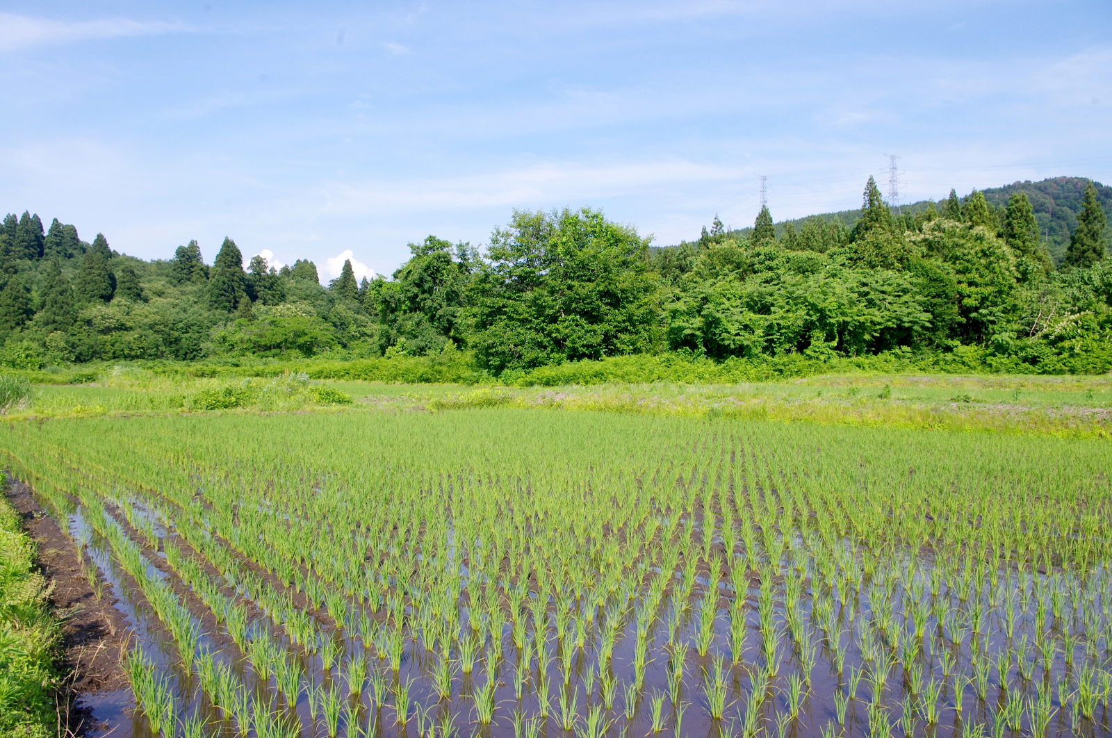 田植えから1か月経過しました