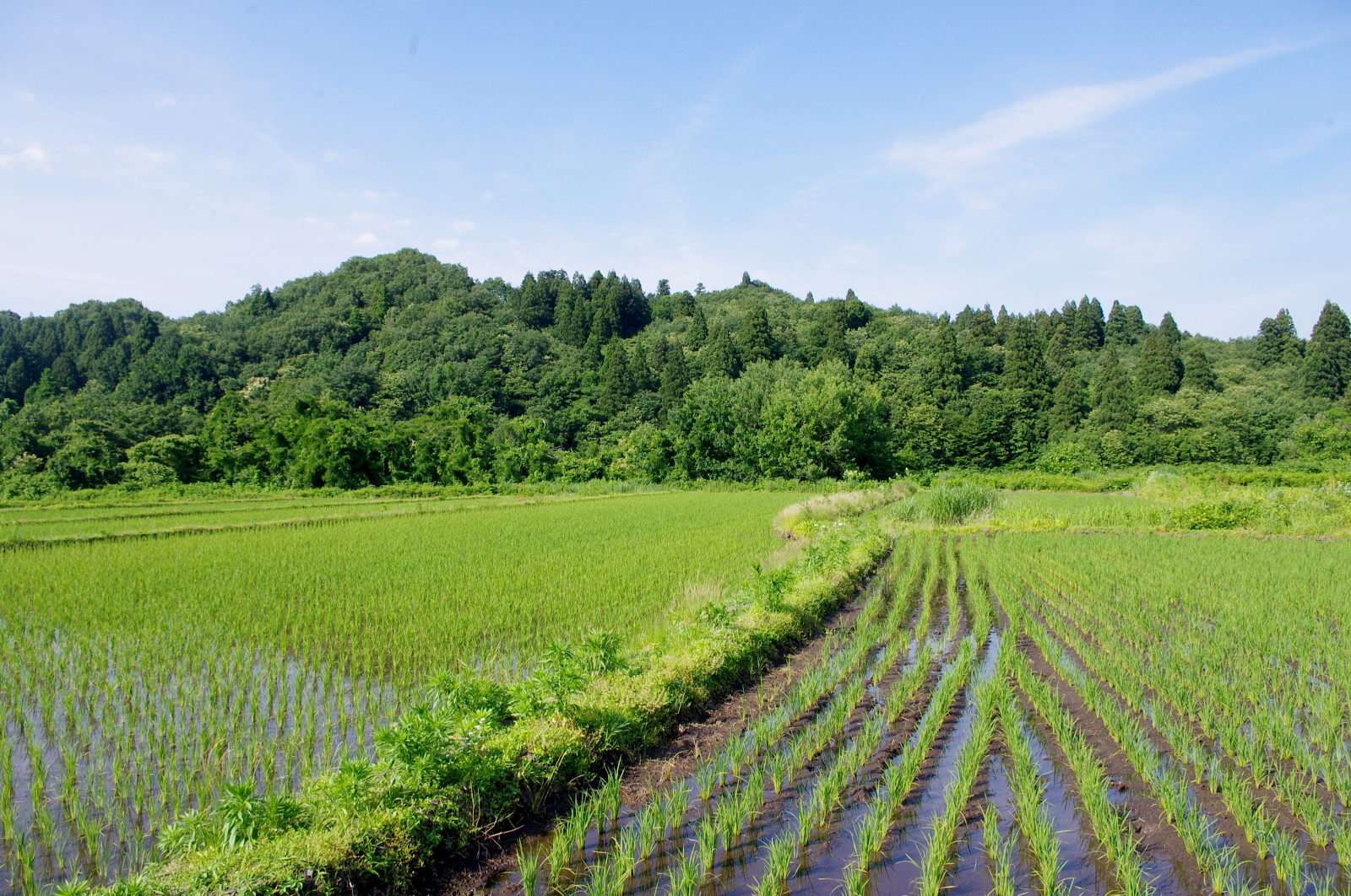 田植えから1か月経過しました