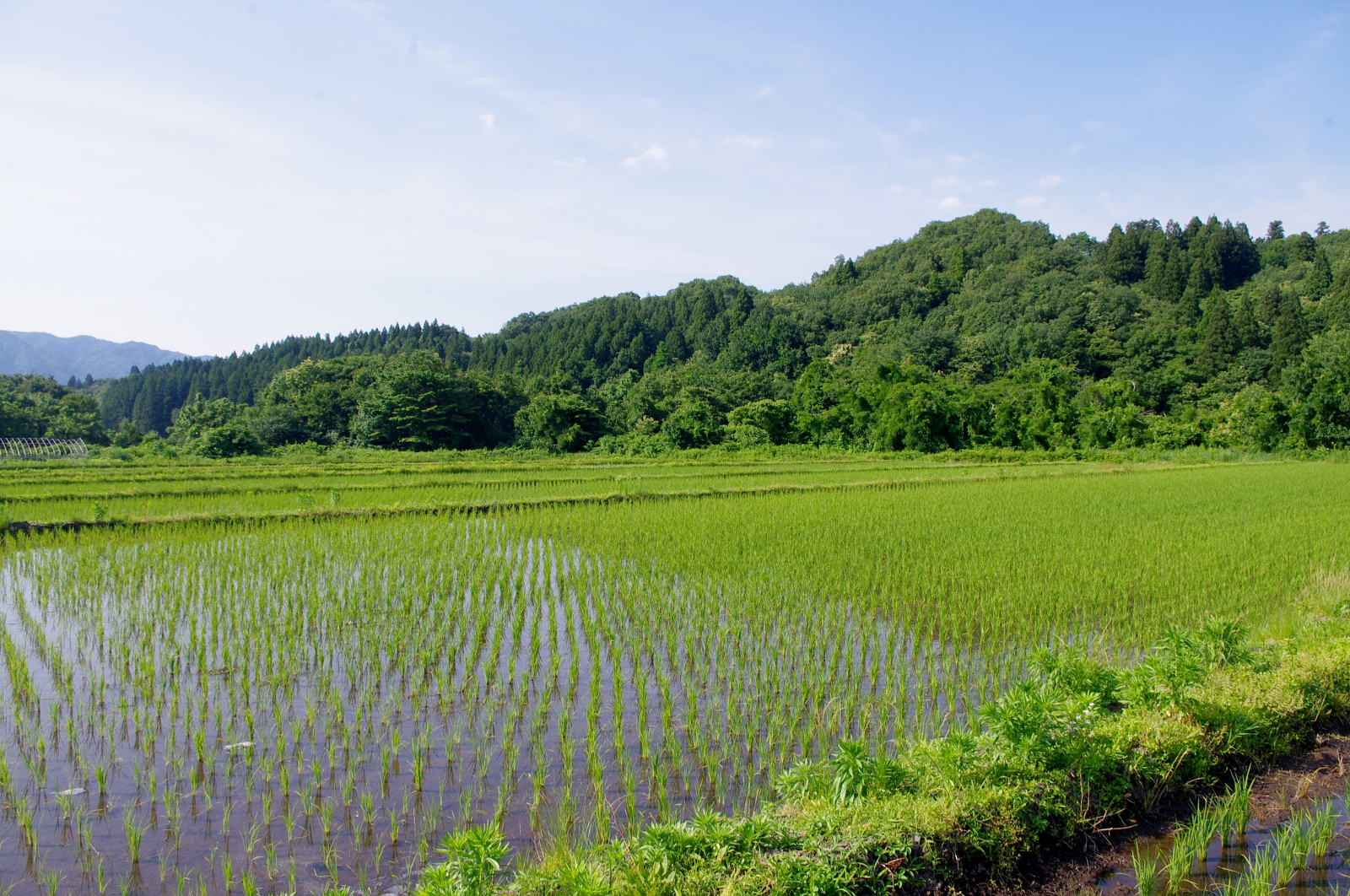 田植えから1か月経過しました