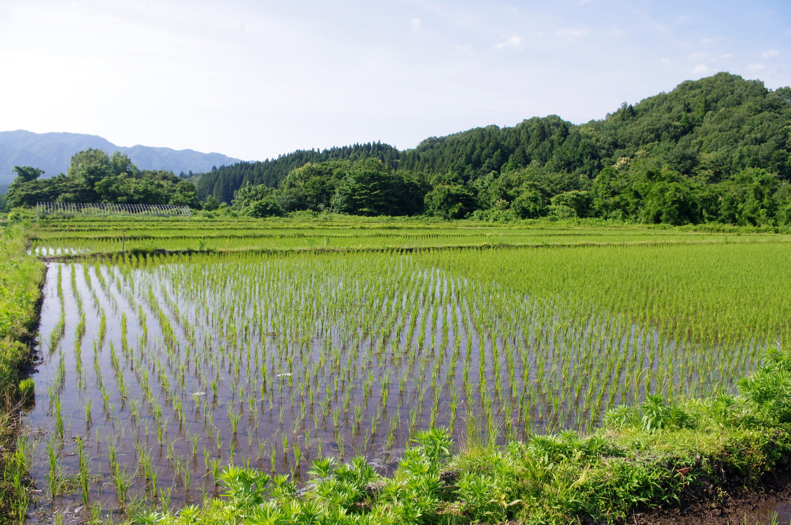 田植えから1か月経過しました