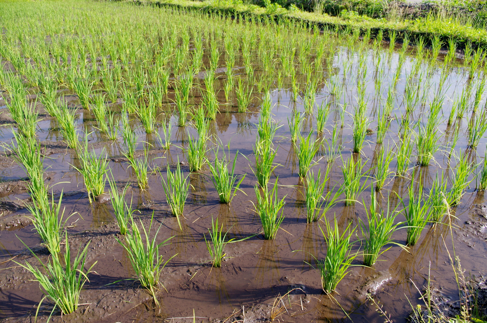 田植えから1か月経過しました
