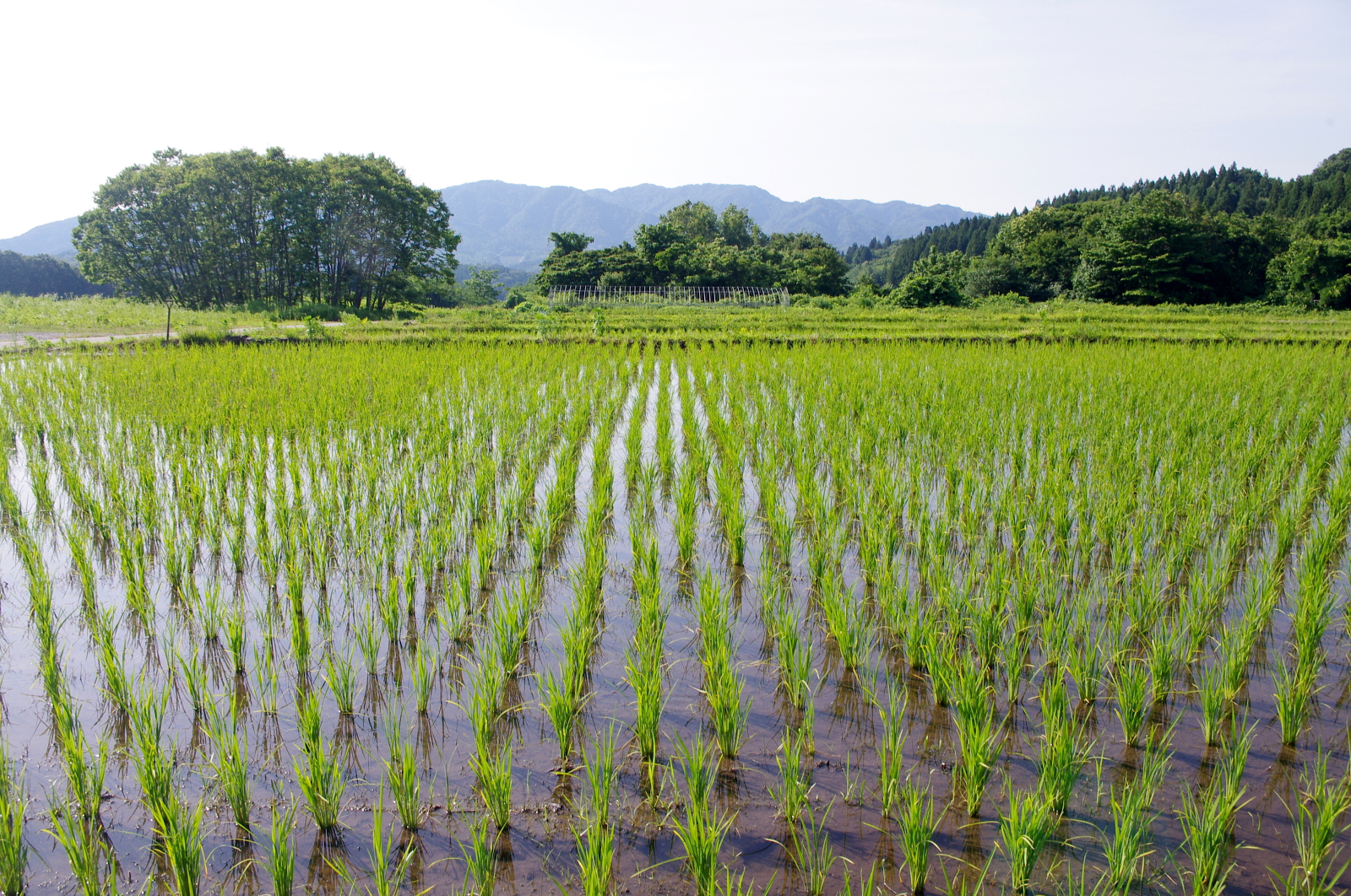 田植えから1か月経過しました