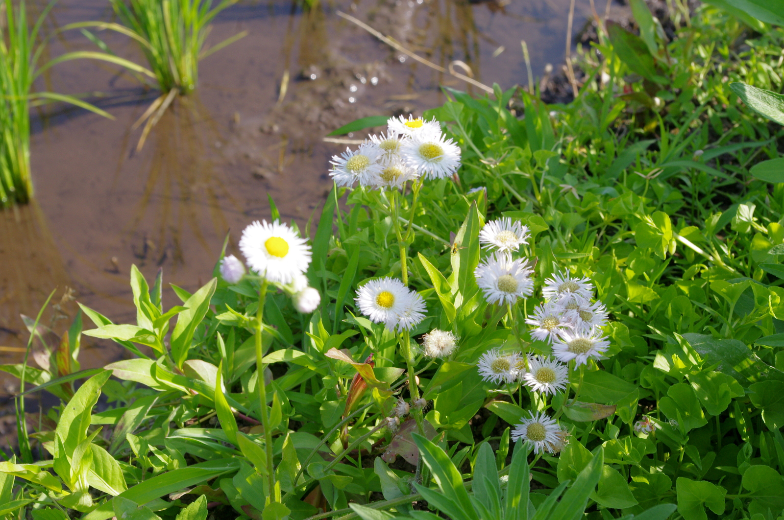田植えから1か月経過しました