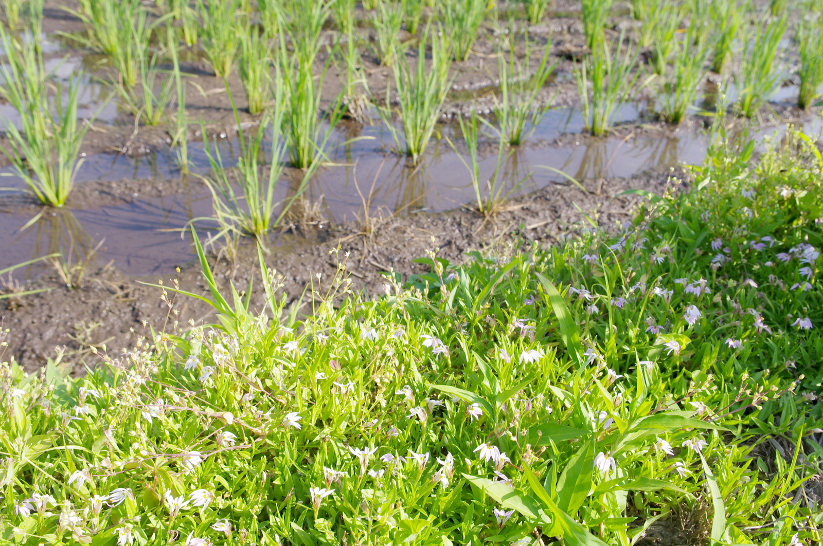 田植えから1か月経過しました