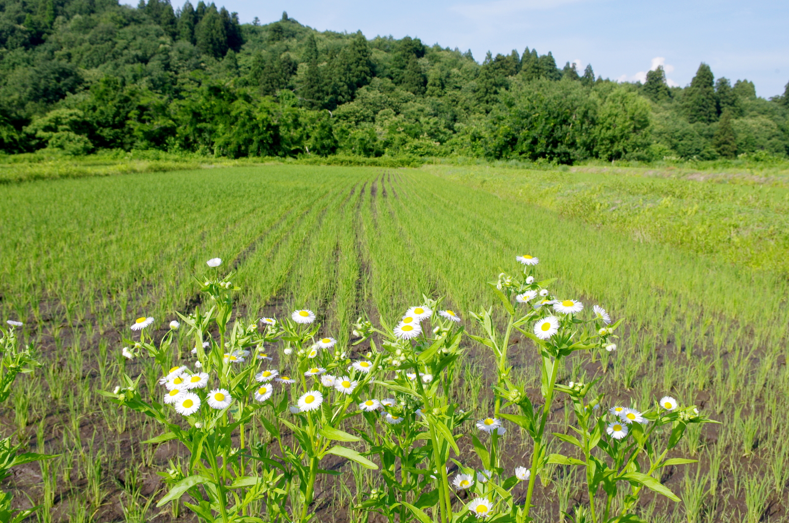 田植えから1か月経過しました