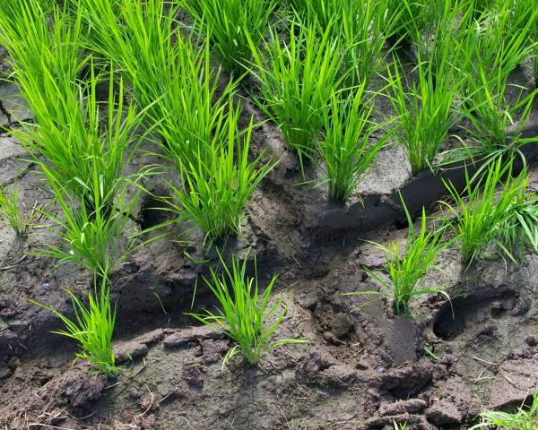 田植えから1か月が経過しました