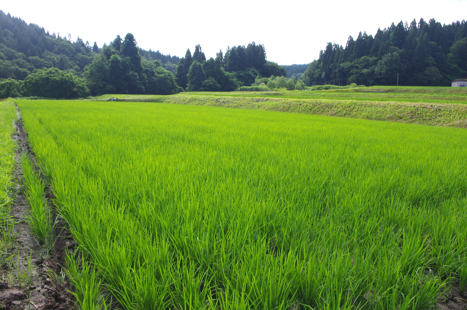 溝切り・中干し