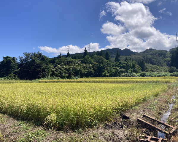 稔の秋を迎えています
