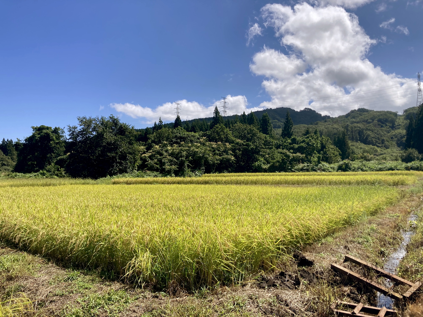 稔の秋を迎えています