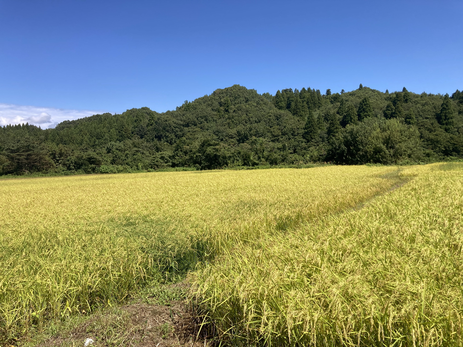 稔の秋を迎えています