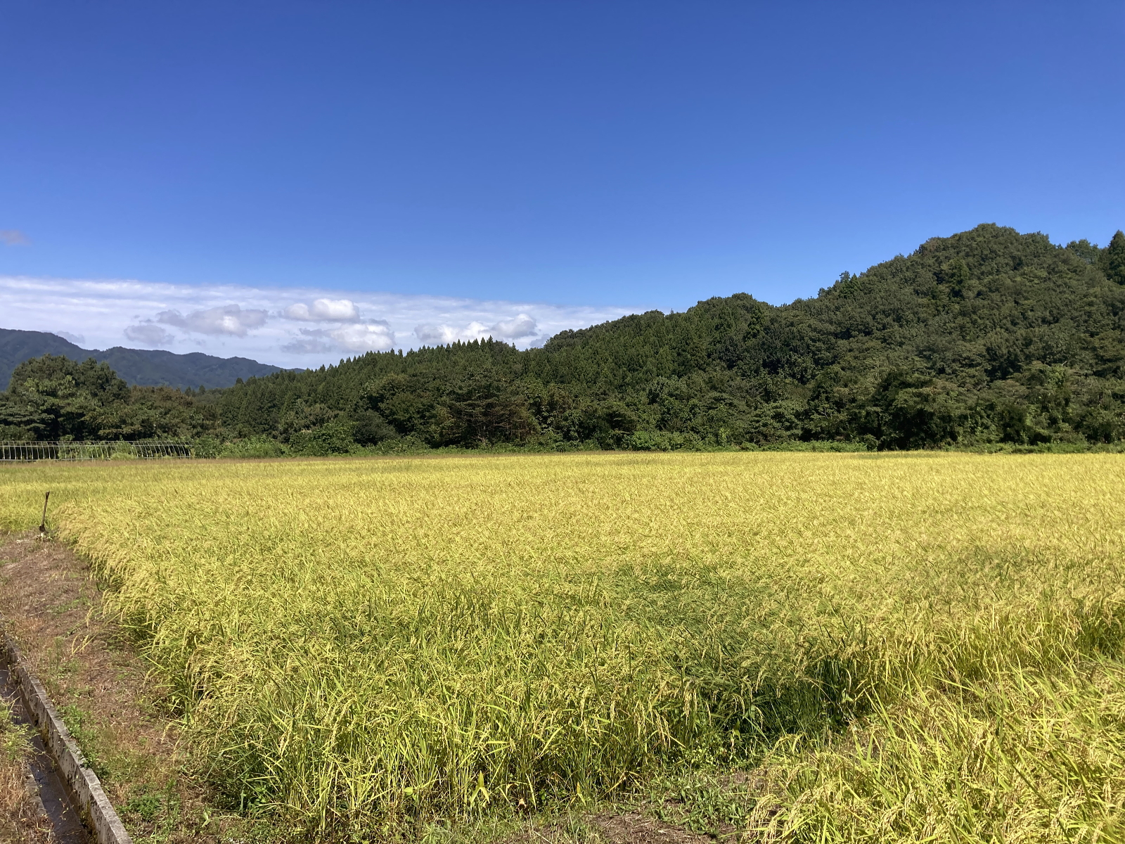 稔の秋を迎えています