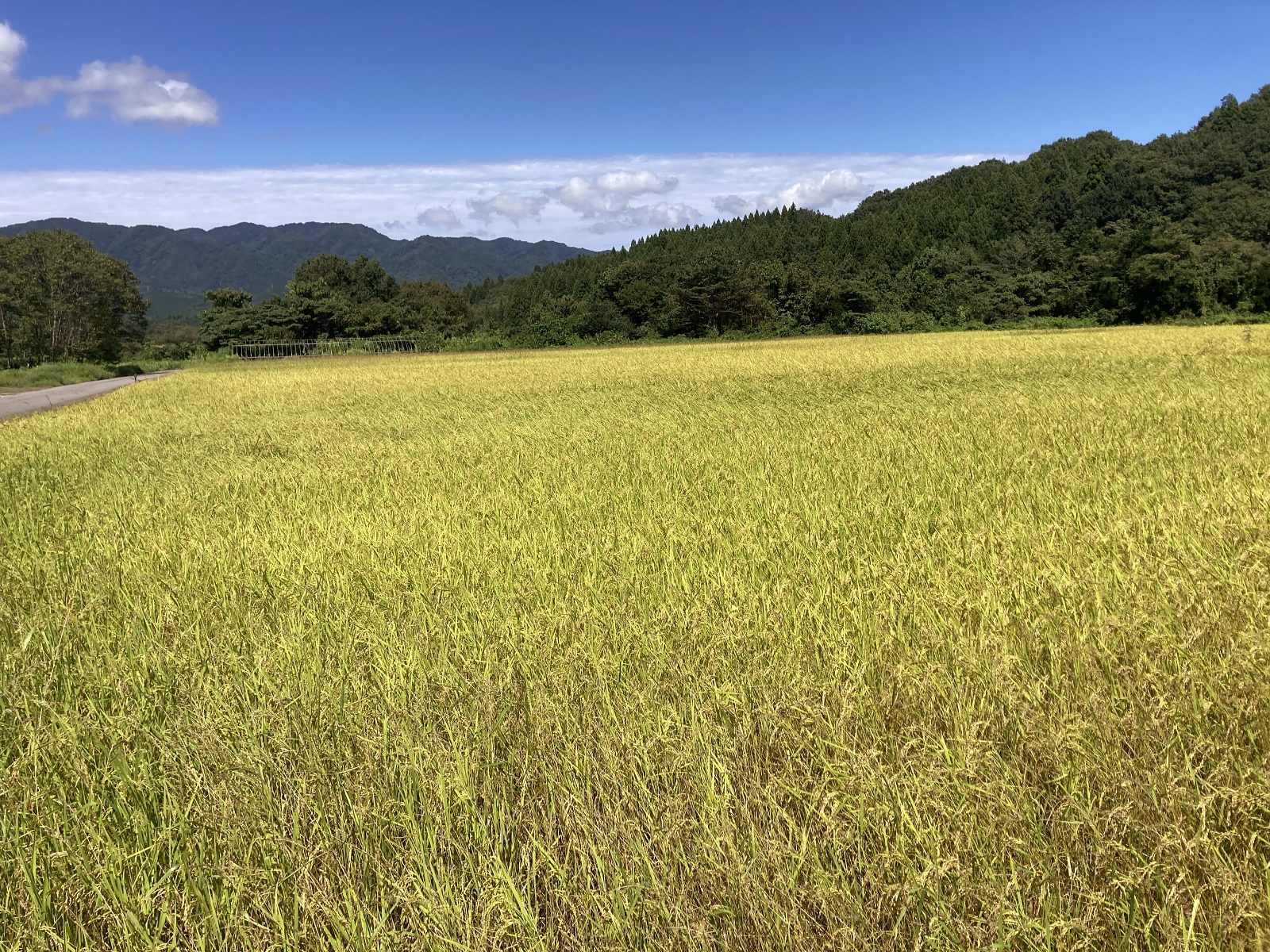 稔の秋を迎えています