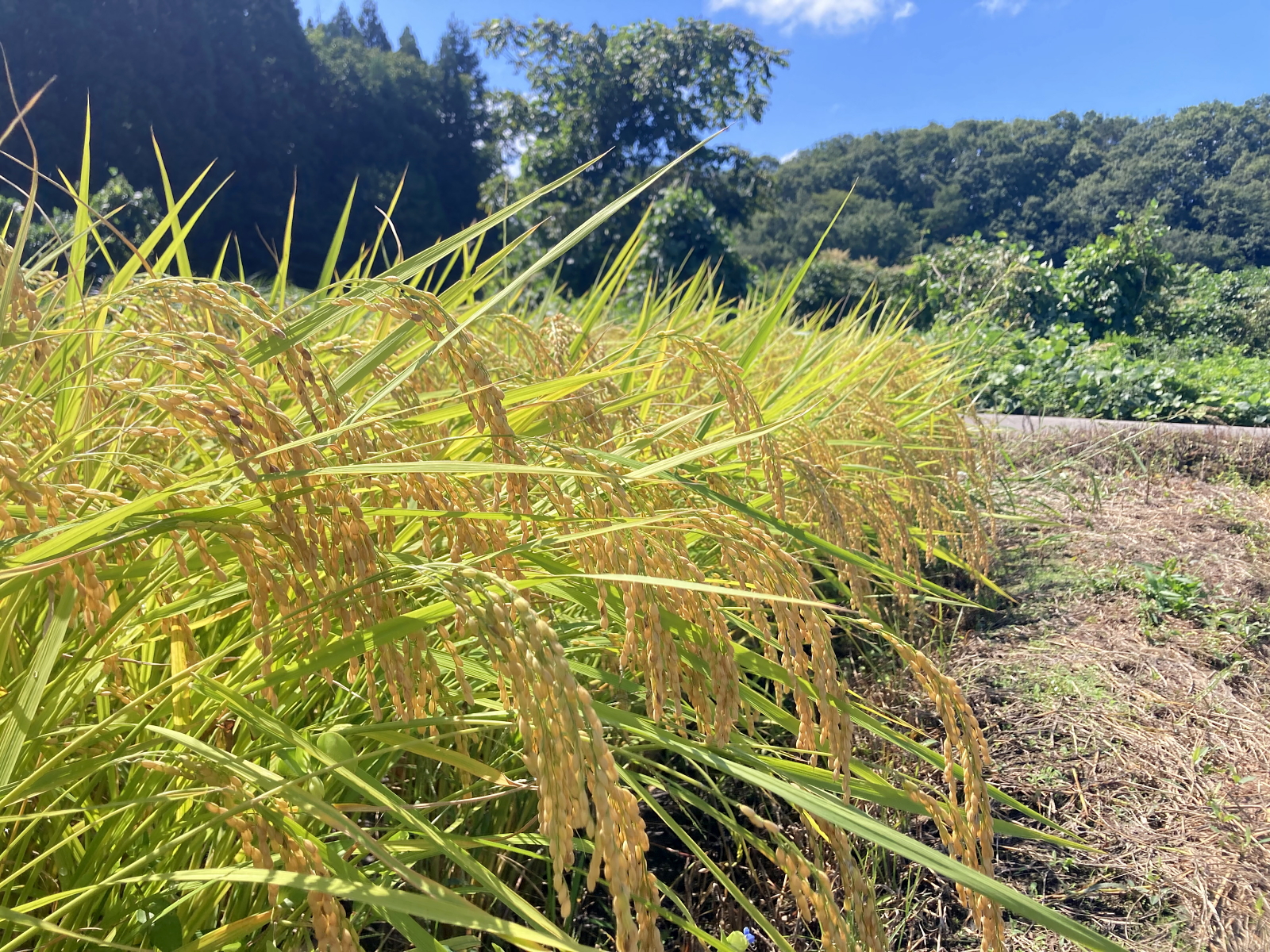 稔の秋を迎えています