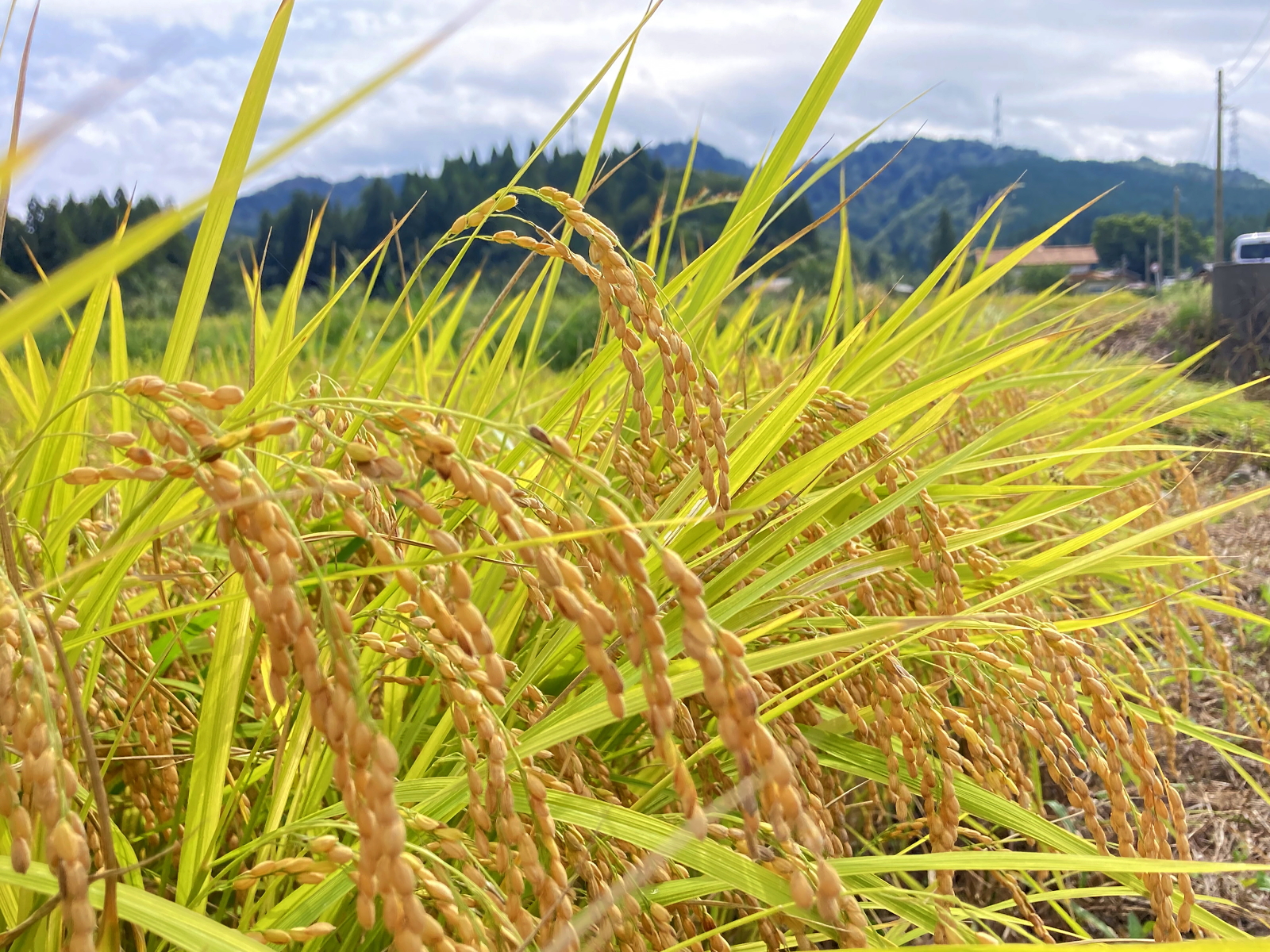 稲刈りが始まりました