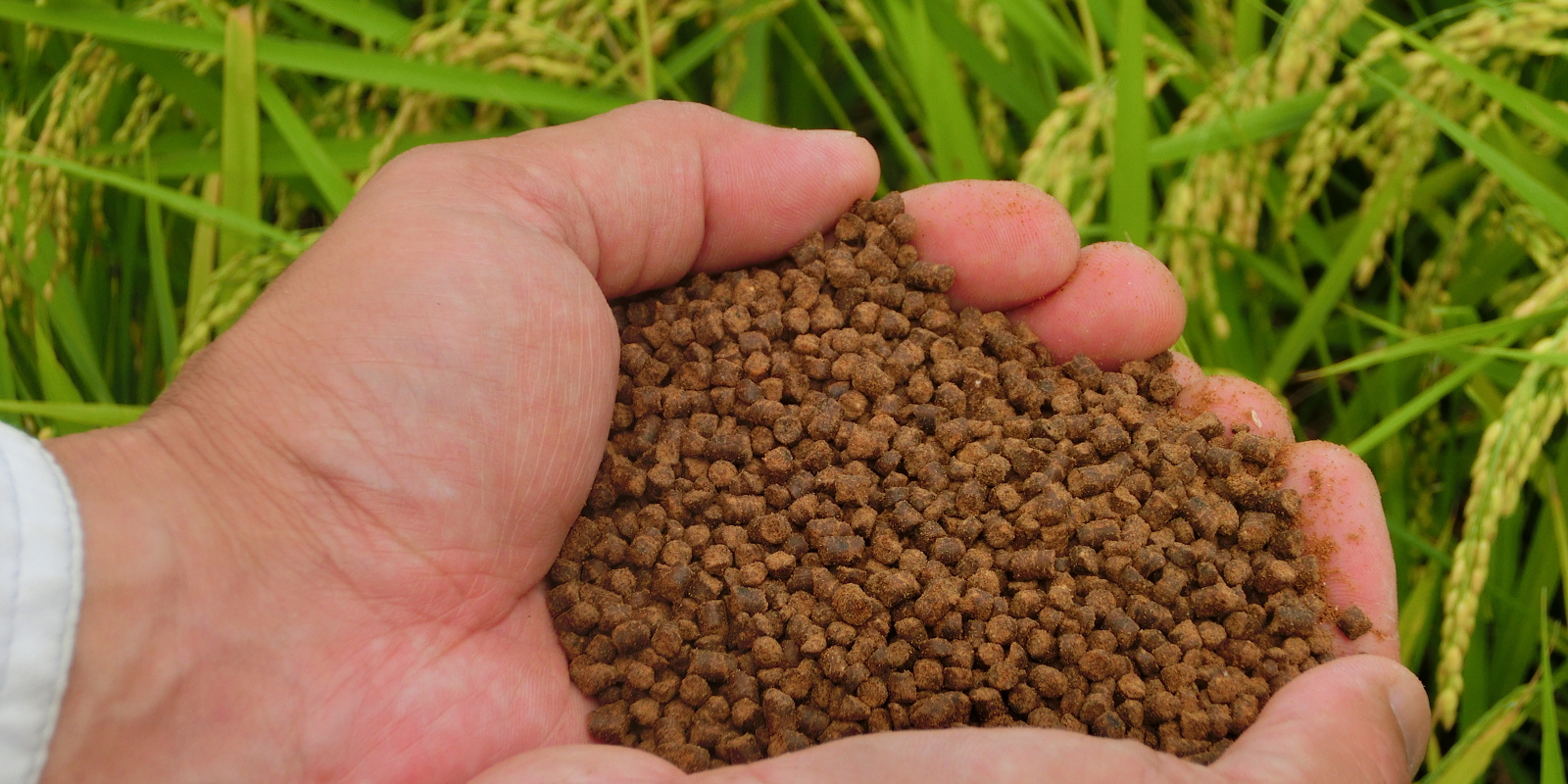 魚粉を含んだ肥料で土の力を育みます！