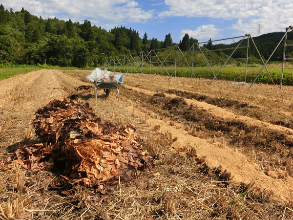 土づくり：雑草を発酵させた堆肥