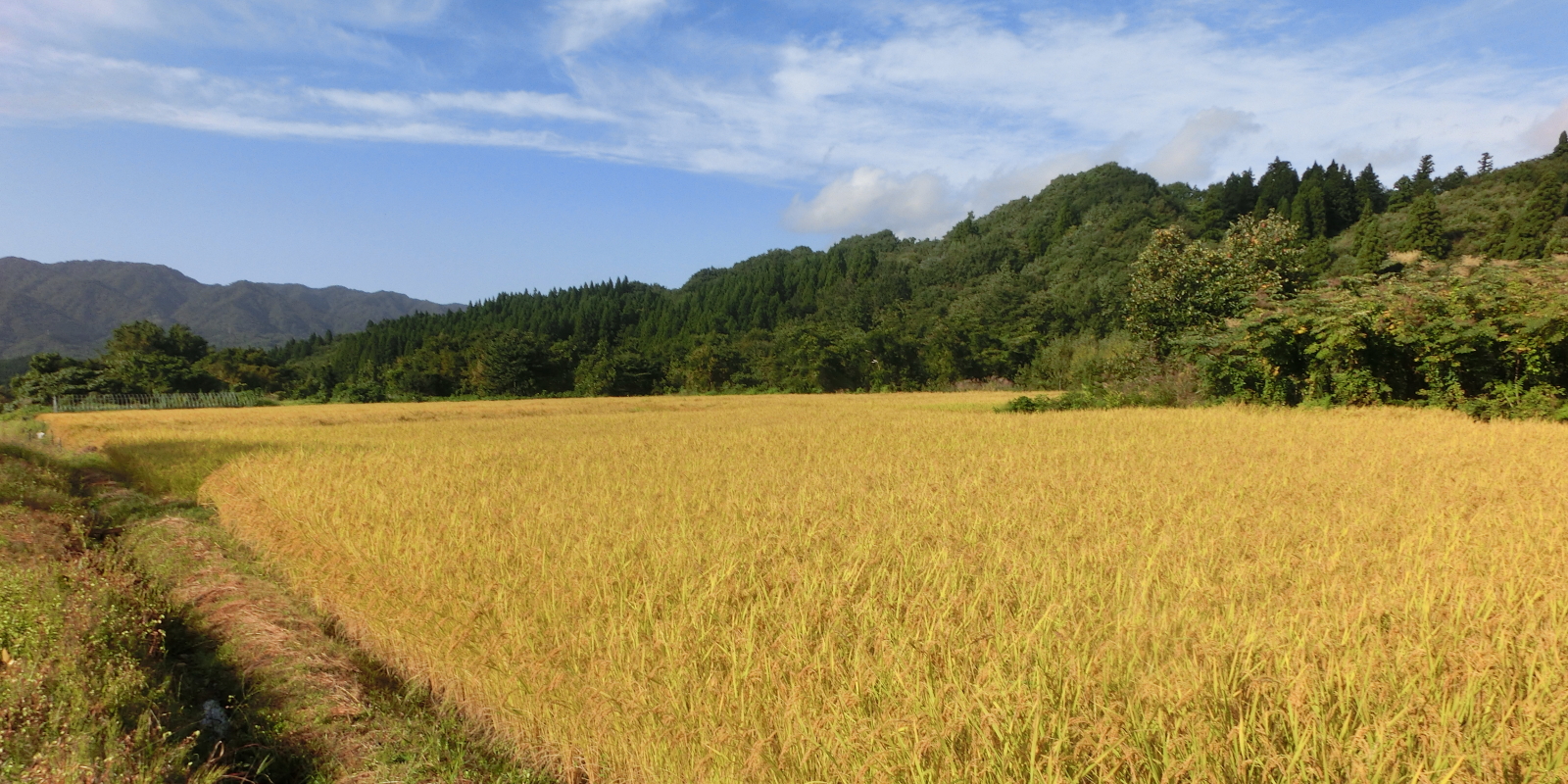 飯豊連峰の地すべり地を開拓した胎内高原の棚田